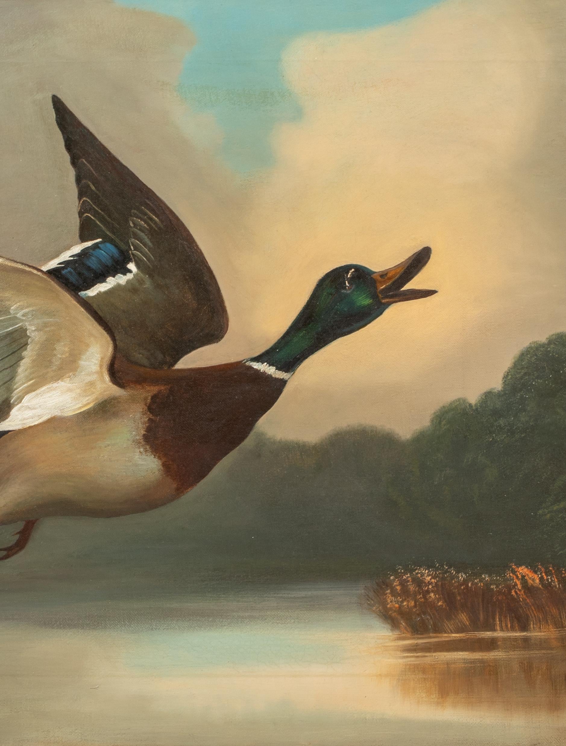 Germano reale in volo, XIX secolo  English School 1