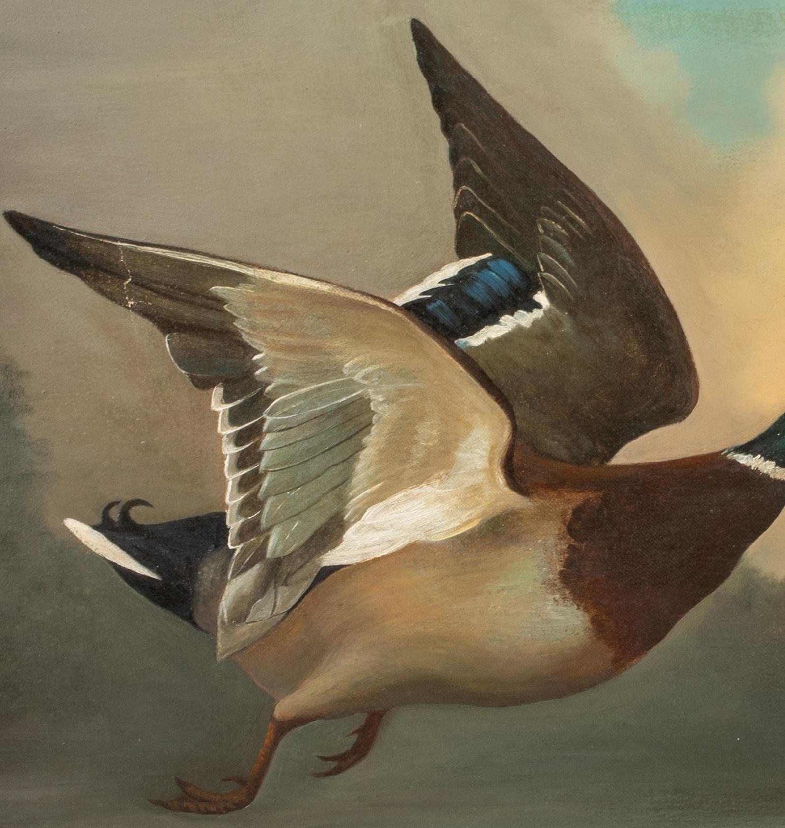 Germano reale in volo, XIX secolo  English School 2