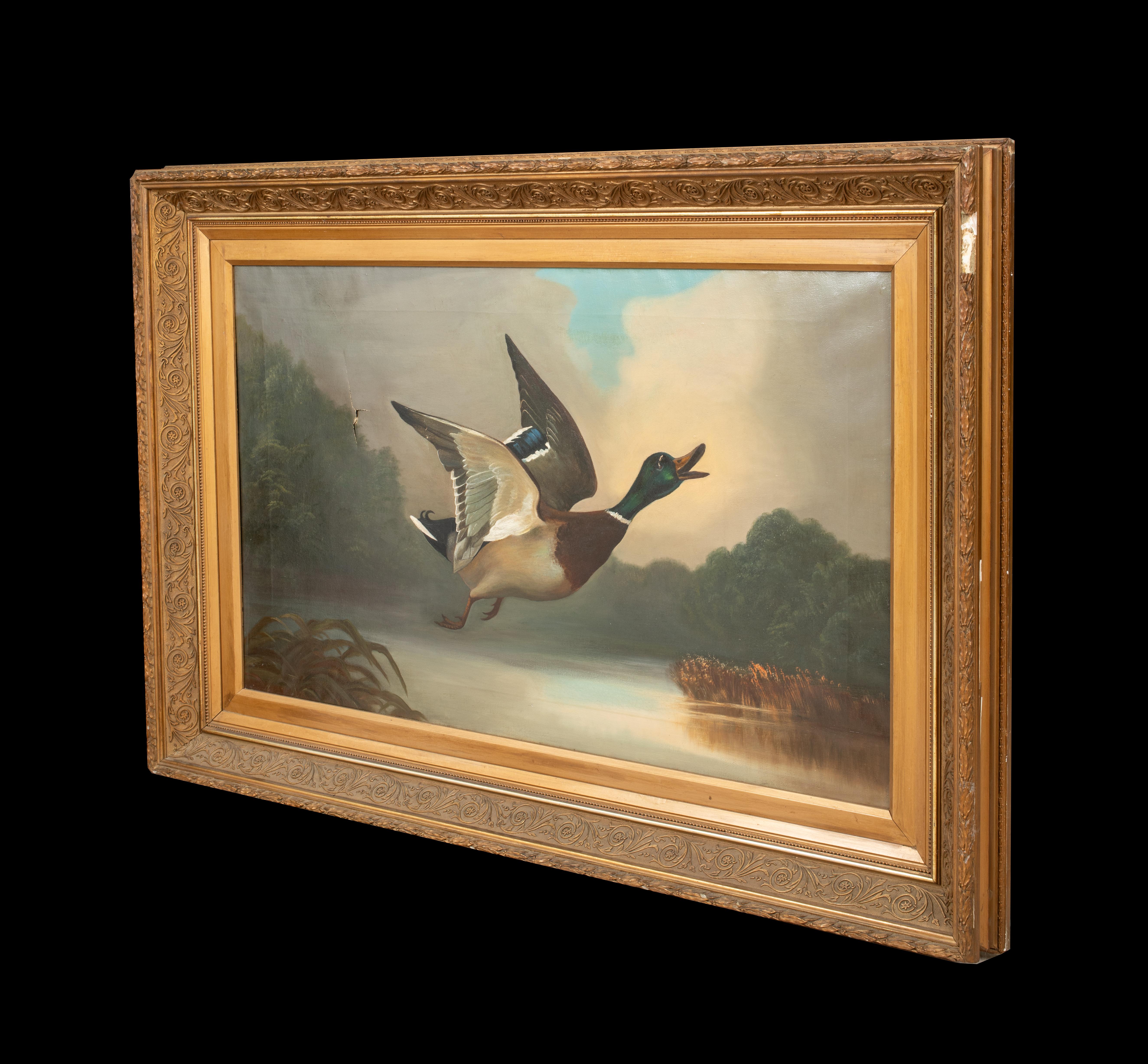 Germano reale in volo, XIX secolo  English School 3