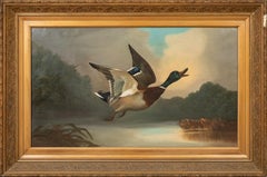 Germano reale in volo, XIX secolo  English School