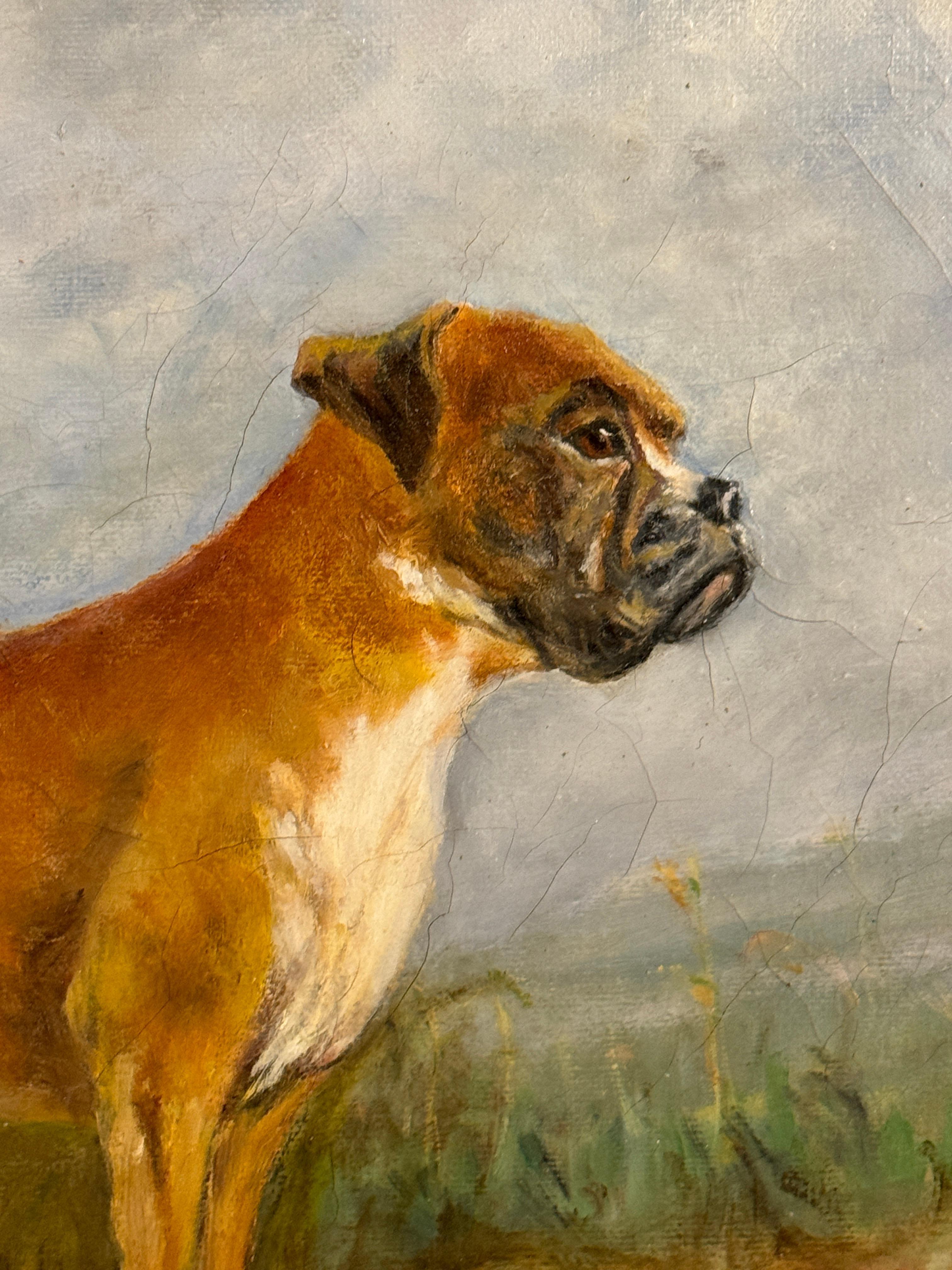 Mid century English portrait of a Boxer dog standing in a landscape 1