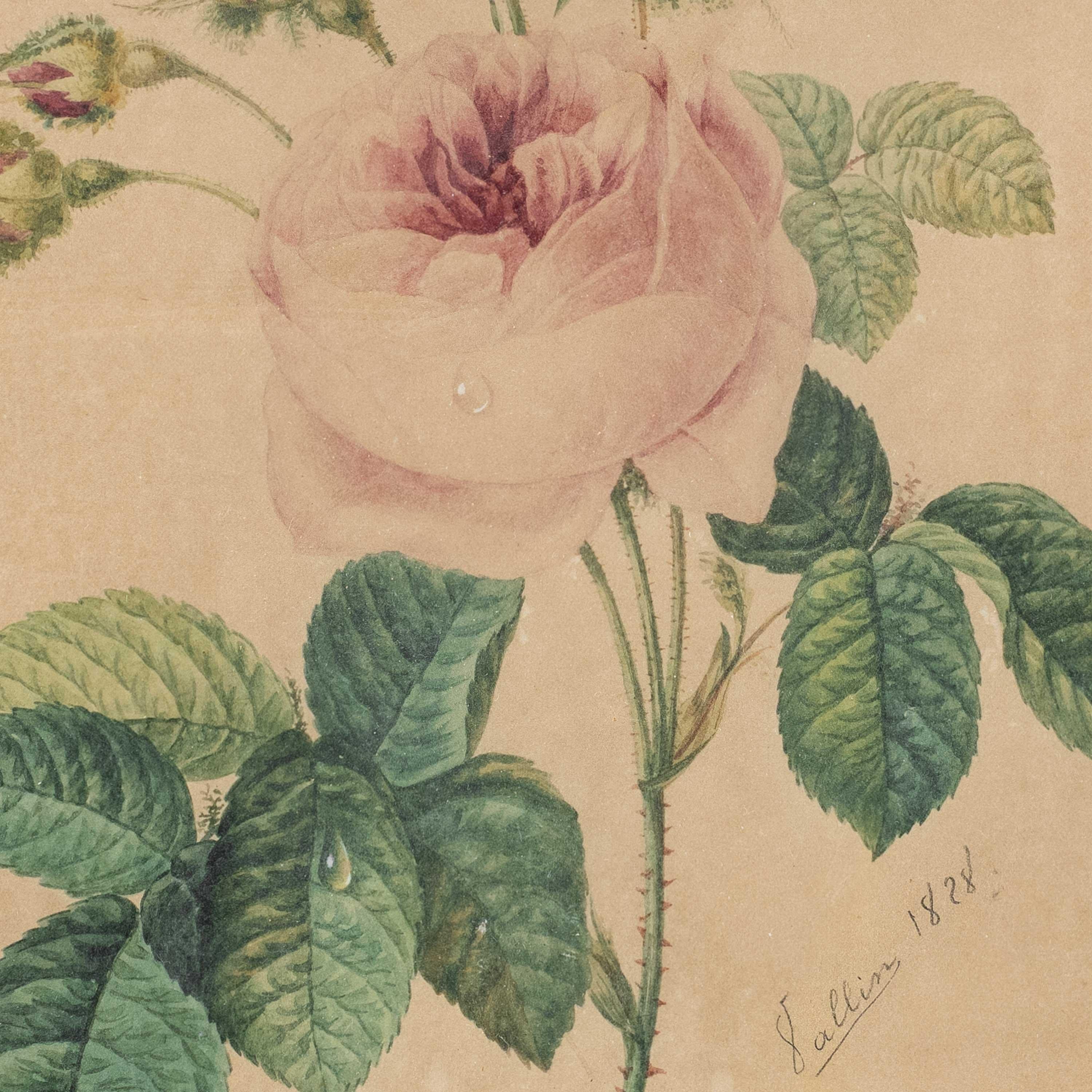 Naturalistic European painter - 19th century Still Life painting - Rose - Painting by Unknown