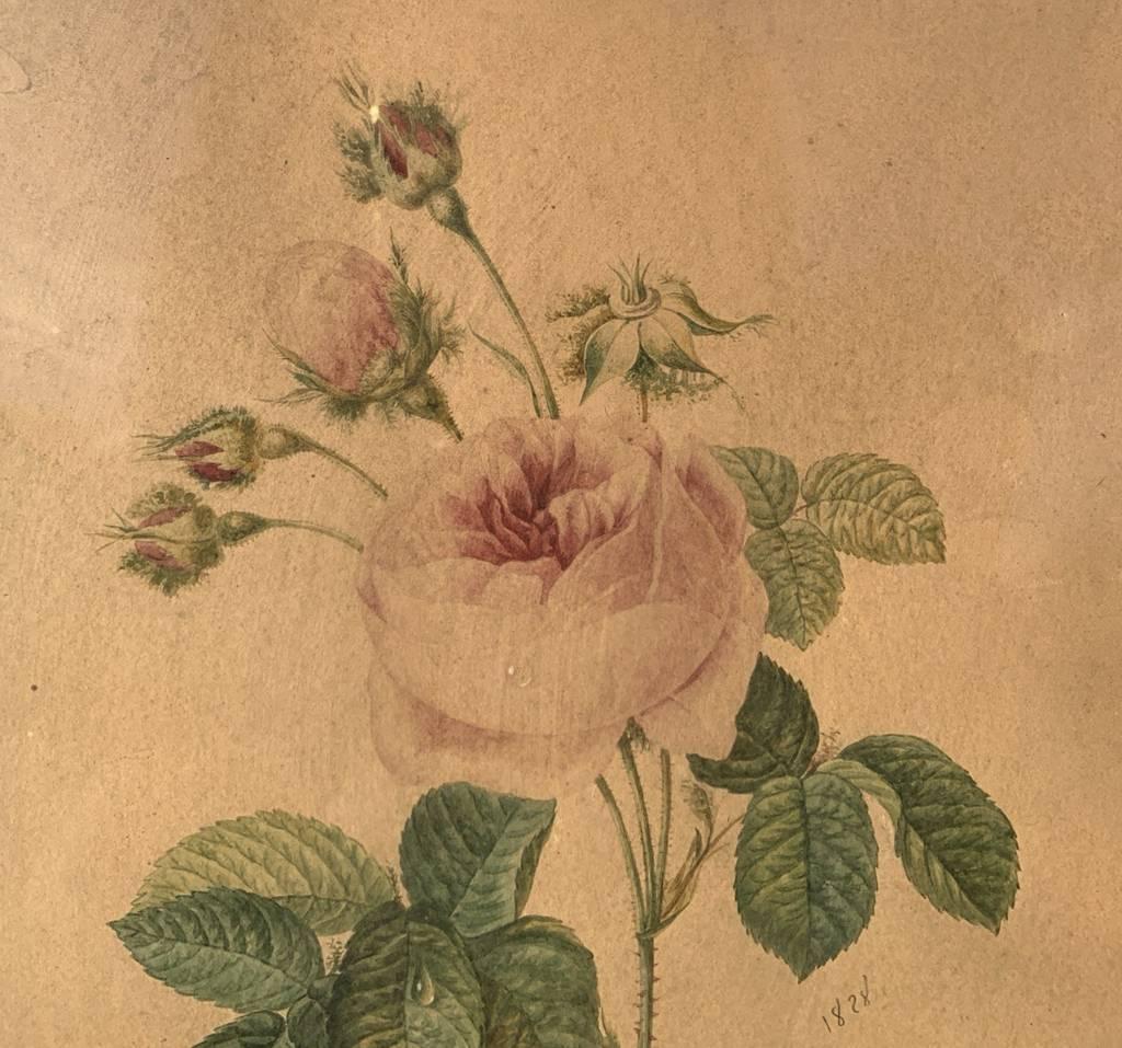 Naturalistic European painter - 19th century Still Life painting - Rose For Sale 3