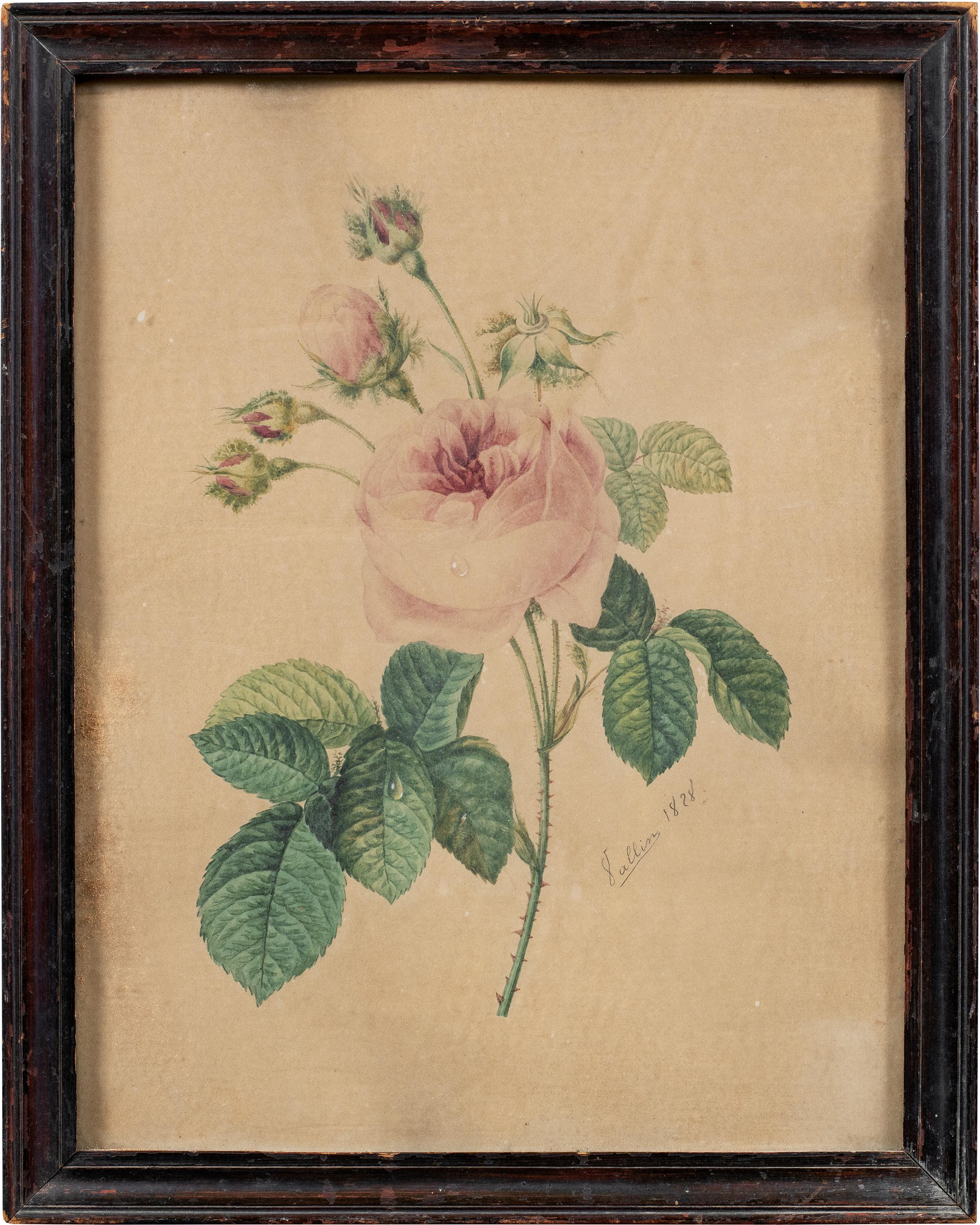 Naturalistic European painter - 19th century Still Life painting - Rose