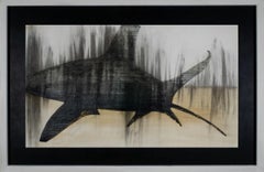 Tiburón oceánico de puntas blancas, por Joseph Rossano, 2020