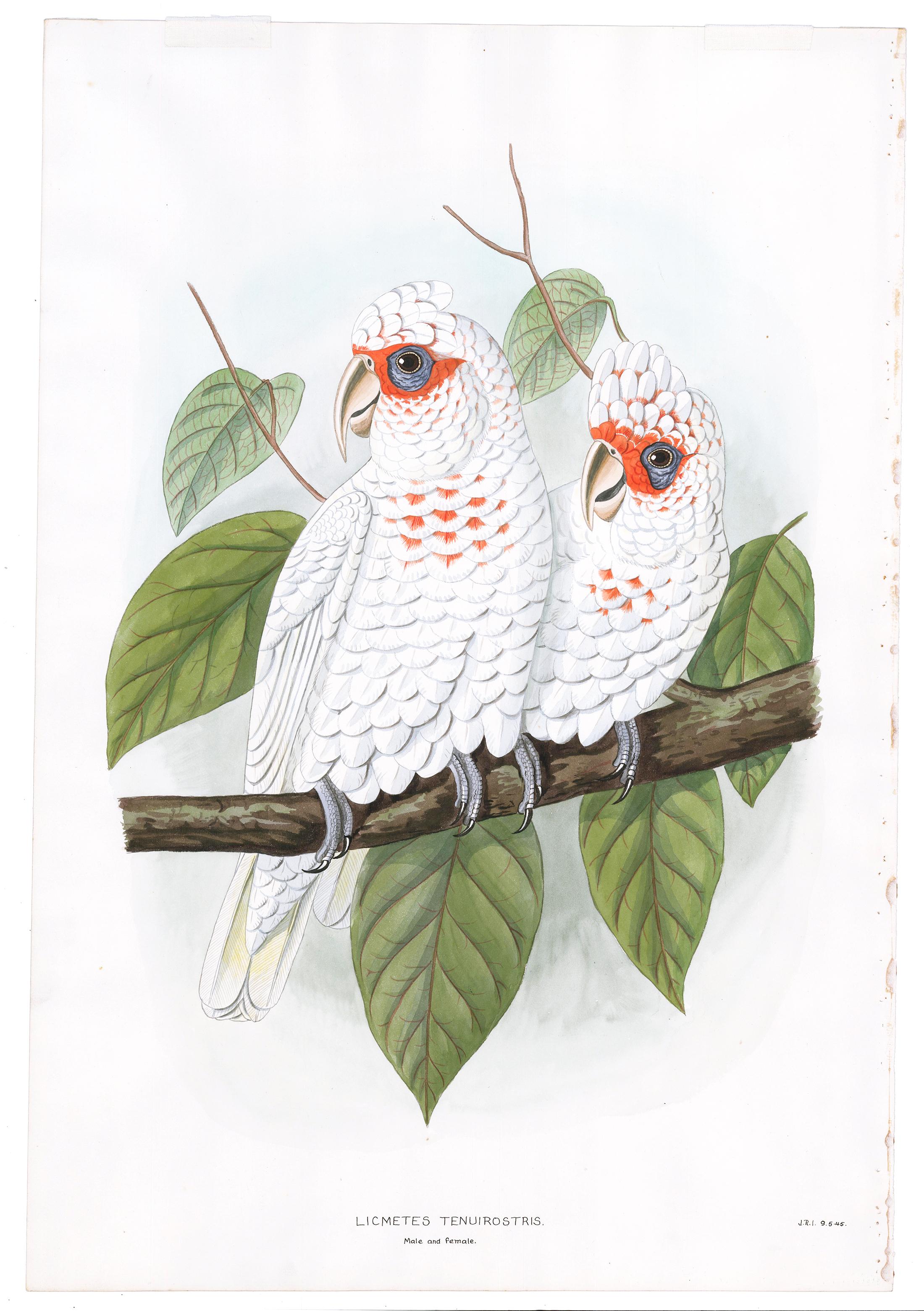 Pair of Male & Female Cockatoo Watercolors - Painting by Unknown