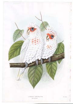 Pair of Male & Female Cockatoo Watercolors