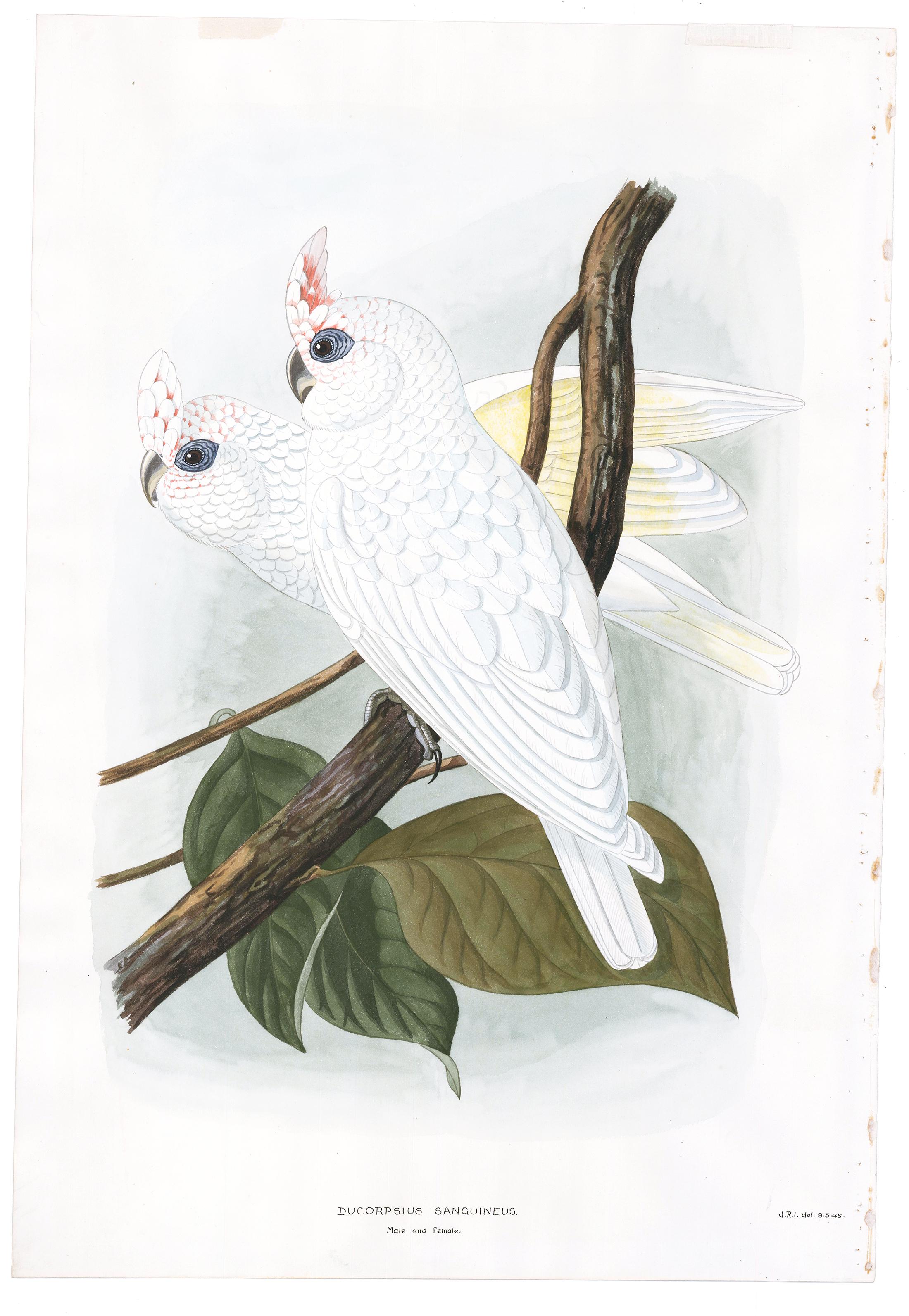 Paar Aquarelle von männlichen und weiblichen Katzenvogeln (Grau), Animal Painting, von Unknown