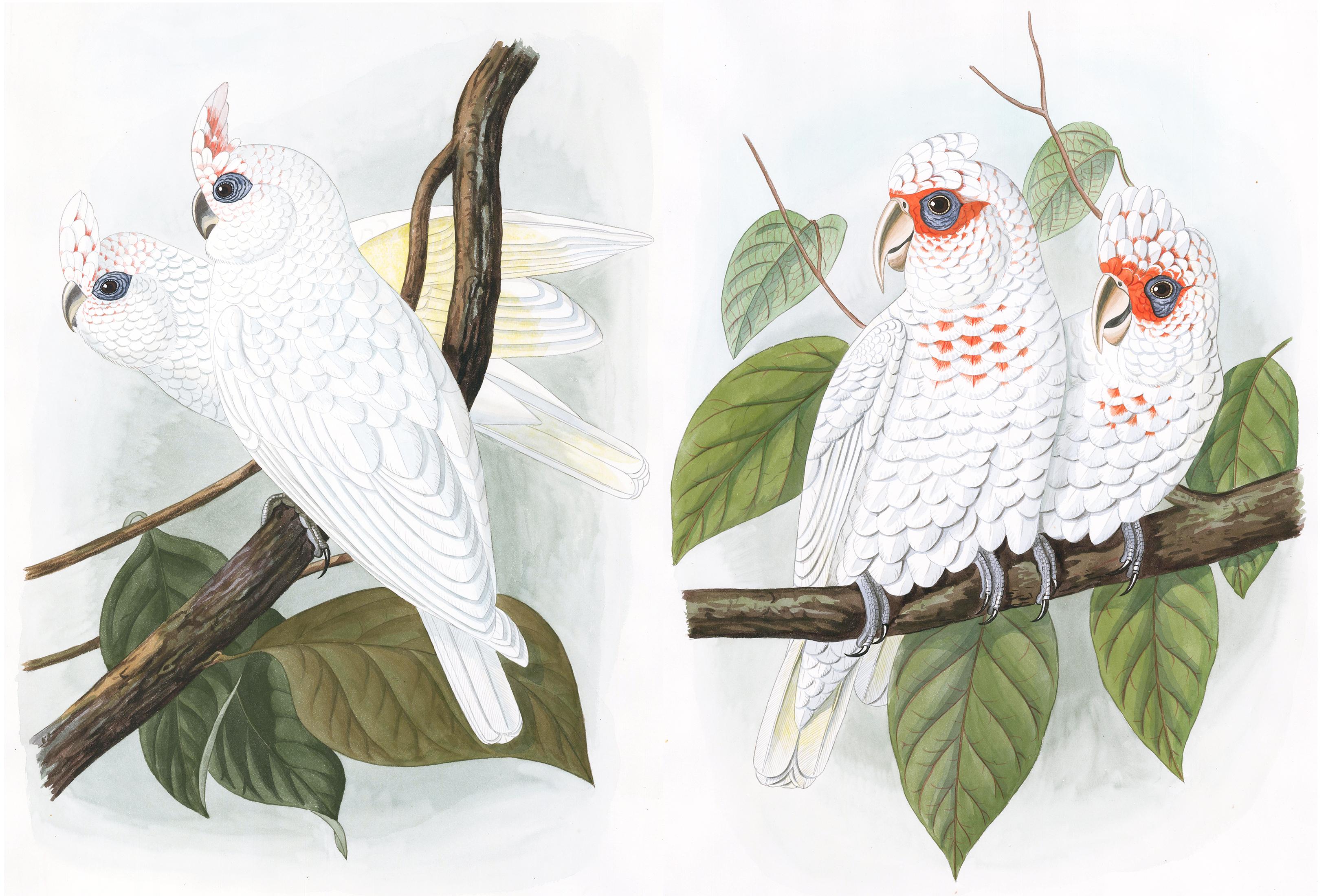 Animal Painting Unknown - Paire d'aquarelles représentant des cockatoo masculins et féminins