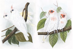 Vintage Pair of Male & Female Cockatoo Watercolors