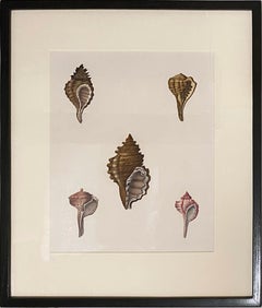 Pair of Shell Watercolors