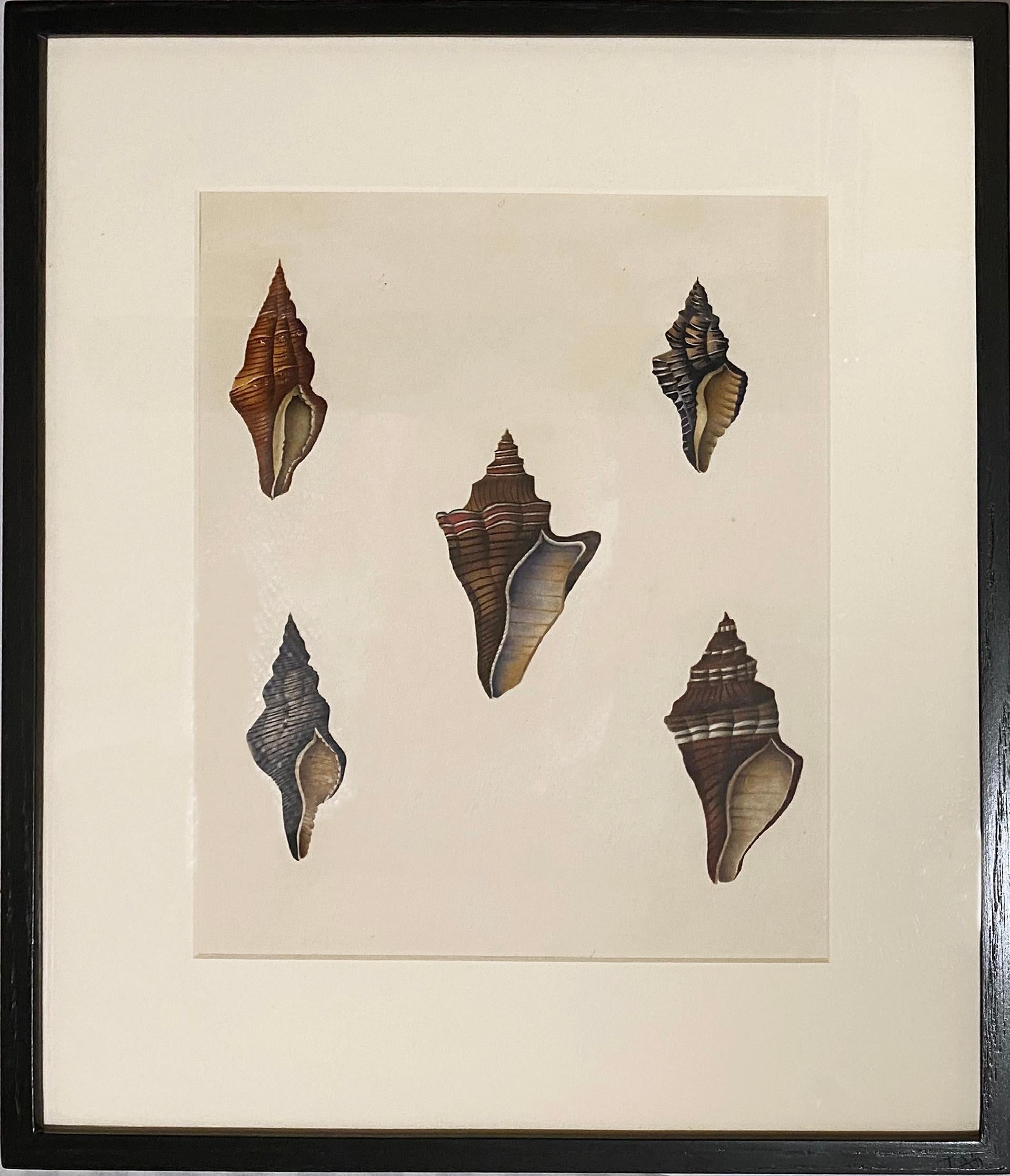 Pair of Shell Watercolors For Sale 1