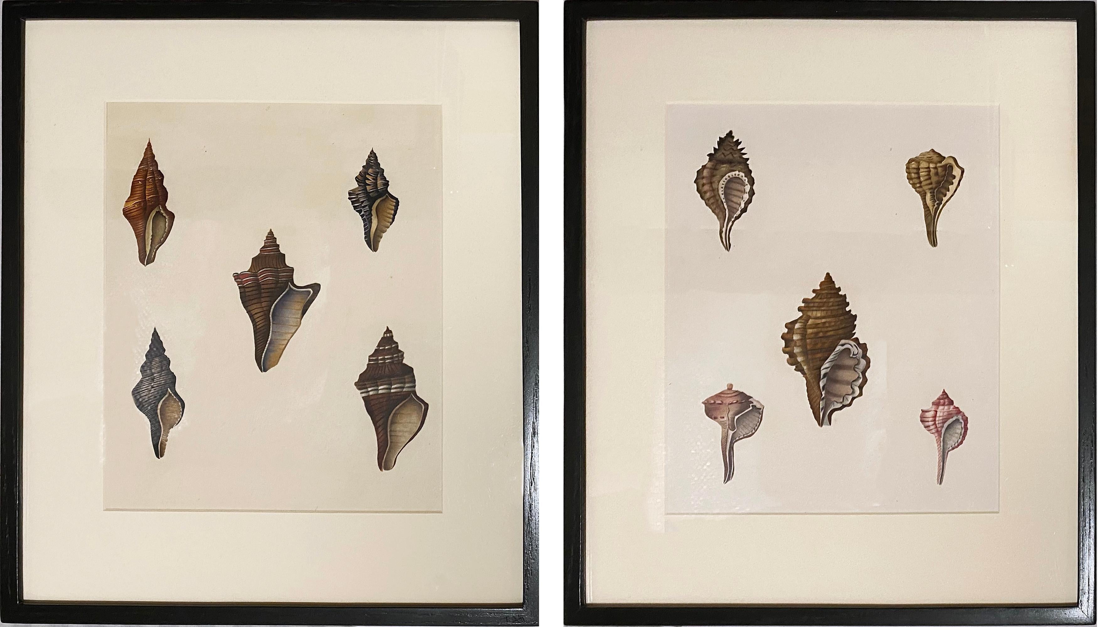 Pair of Shell Watercolors - Painting by Unknown