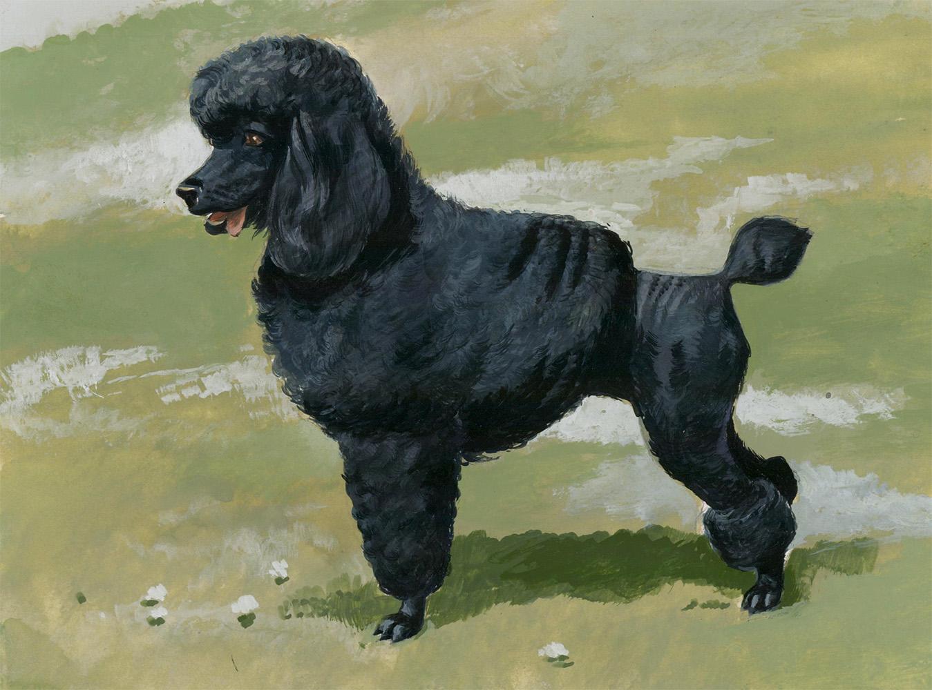 Unknown Animal Painting - Poodle Painting
