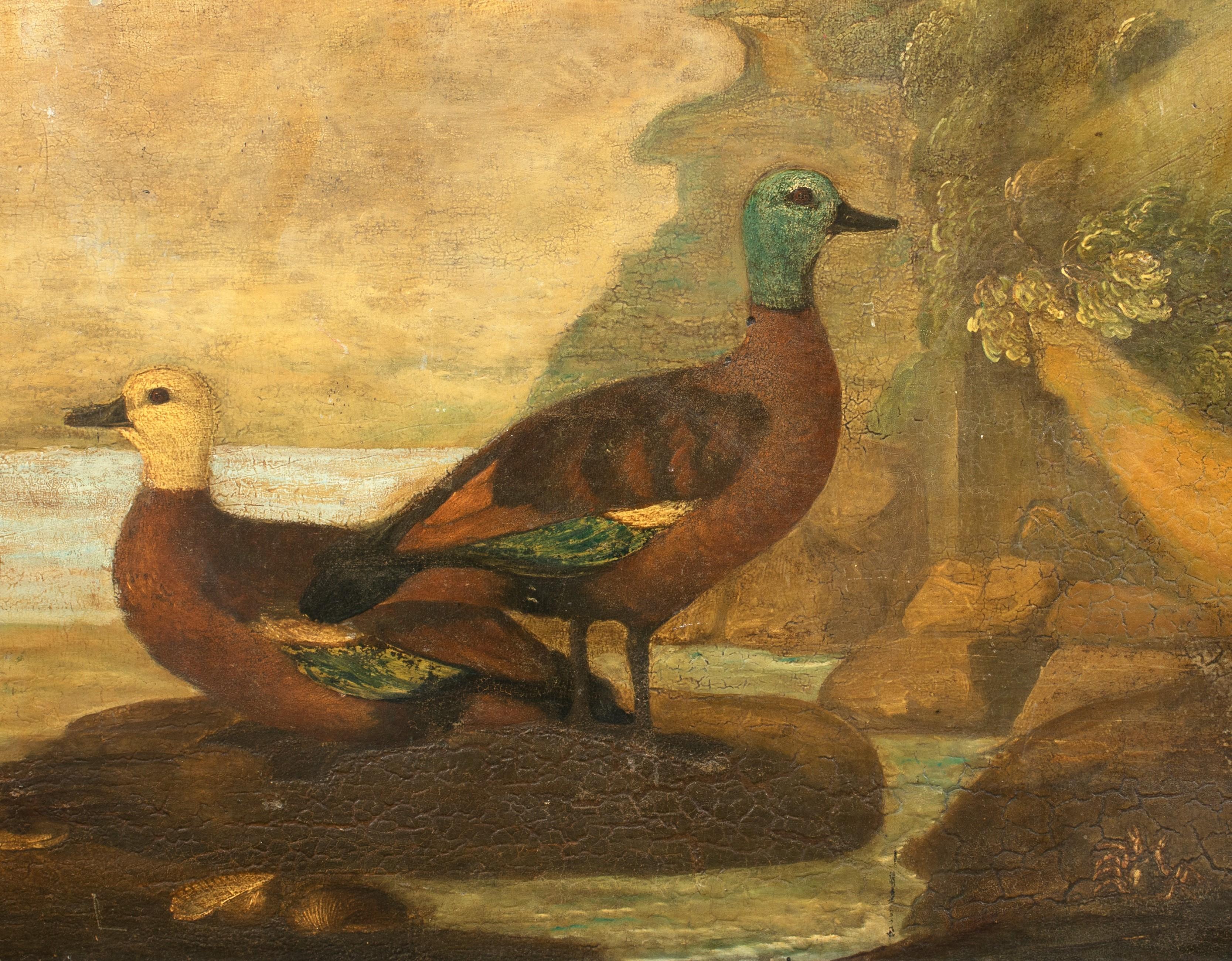 Portrait d'une paire de canards, vers 1800 - Painting de Unknown