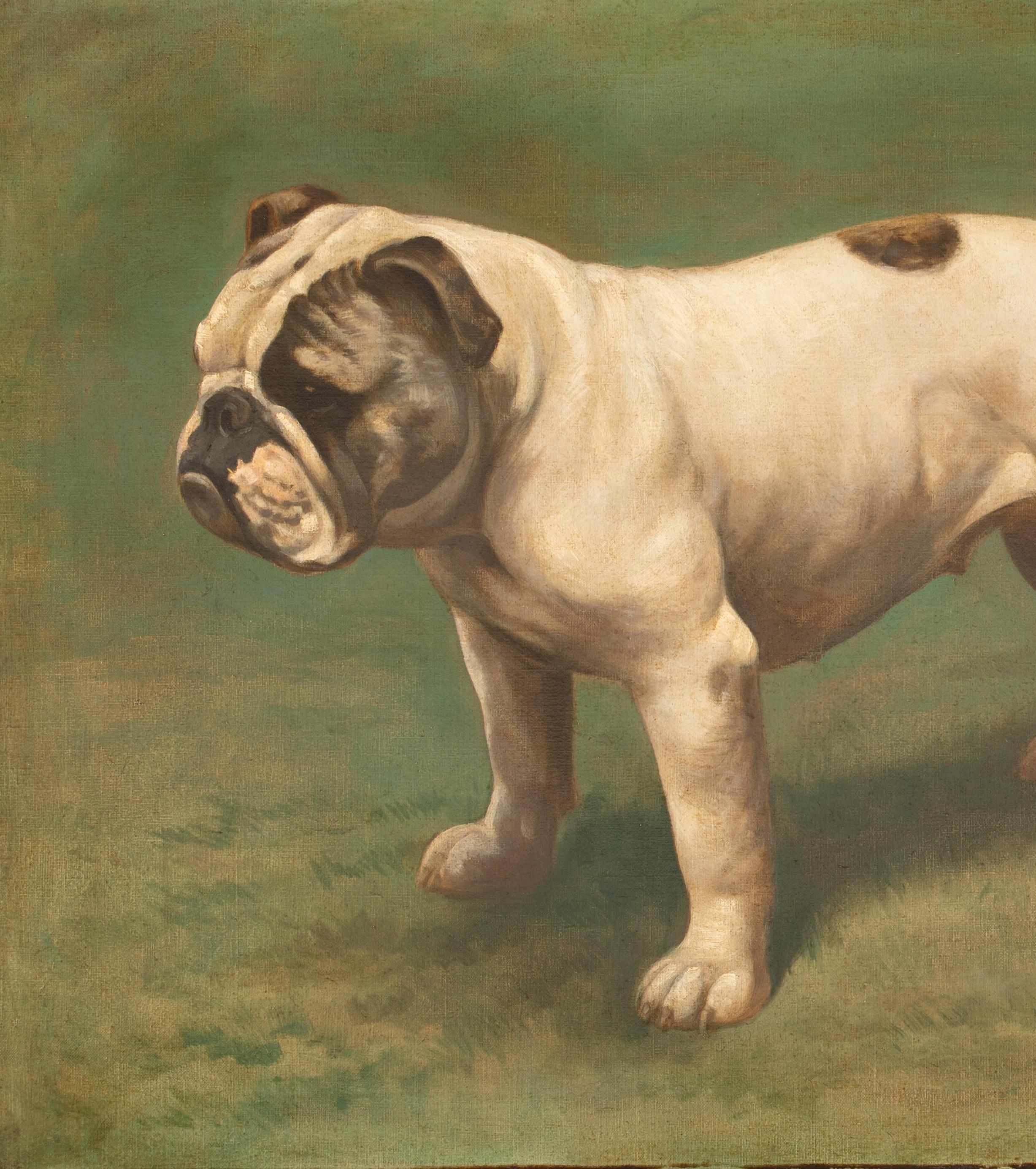 Ritratto di un bulldog inglese, circa 1900  di Hay HUTCHISON (circa 1900) 5