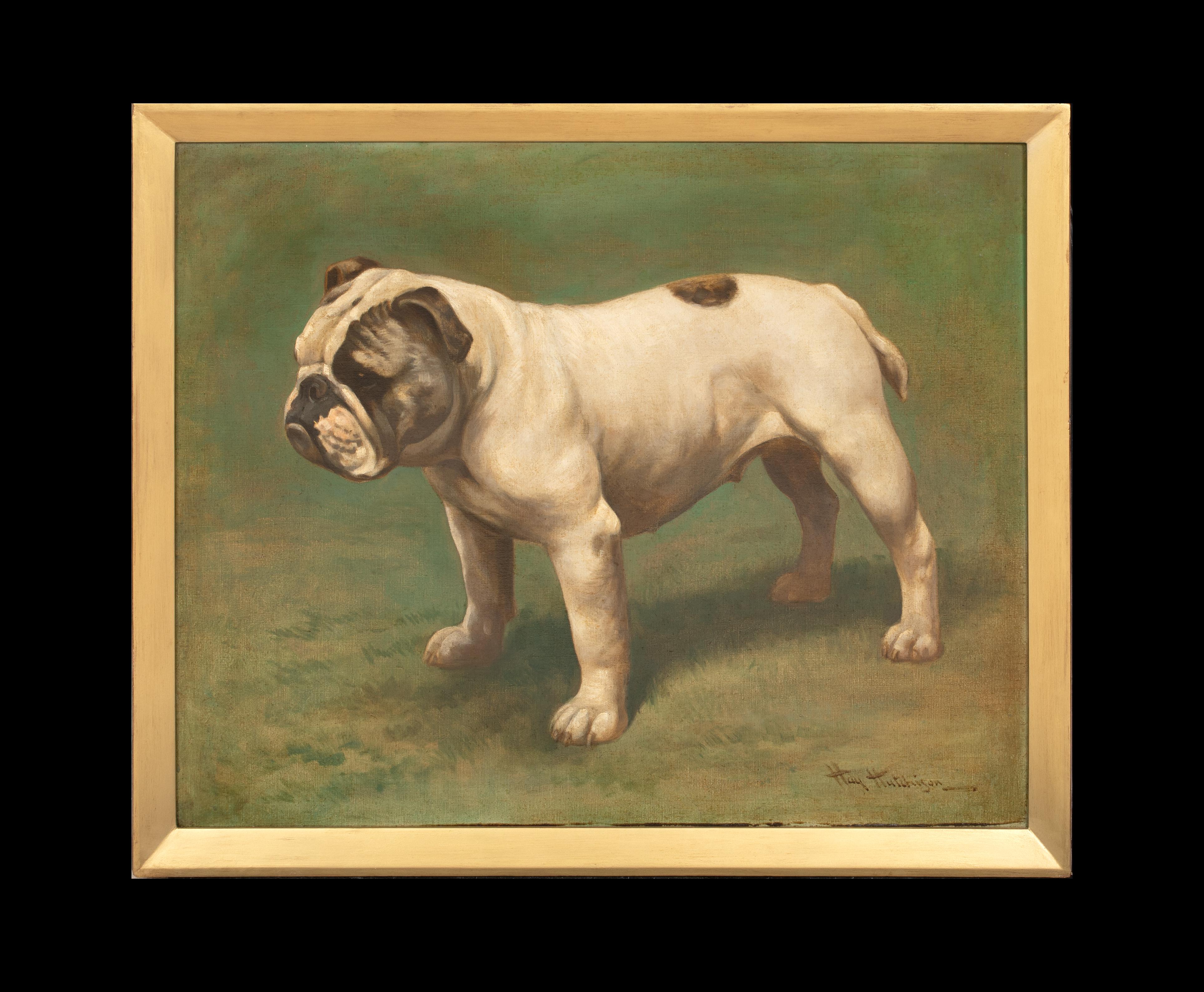 Ritratto di un bulldog inglese, circa 1900  di Hay HUTCHISON (circa 1900) - Painting di Unknown
