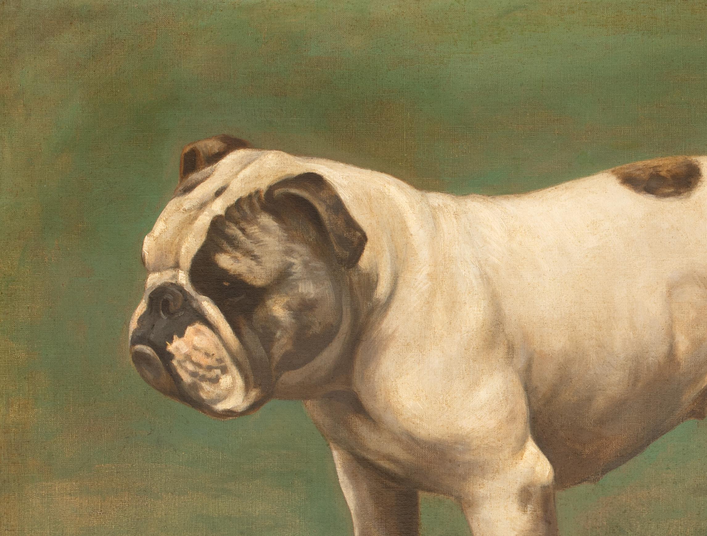 Ritratto di un bulldog inglese, circa 1900  di Hay HUTCHISON (circa 1900) 1