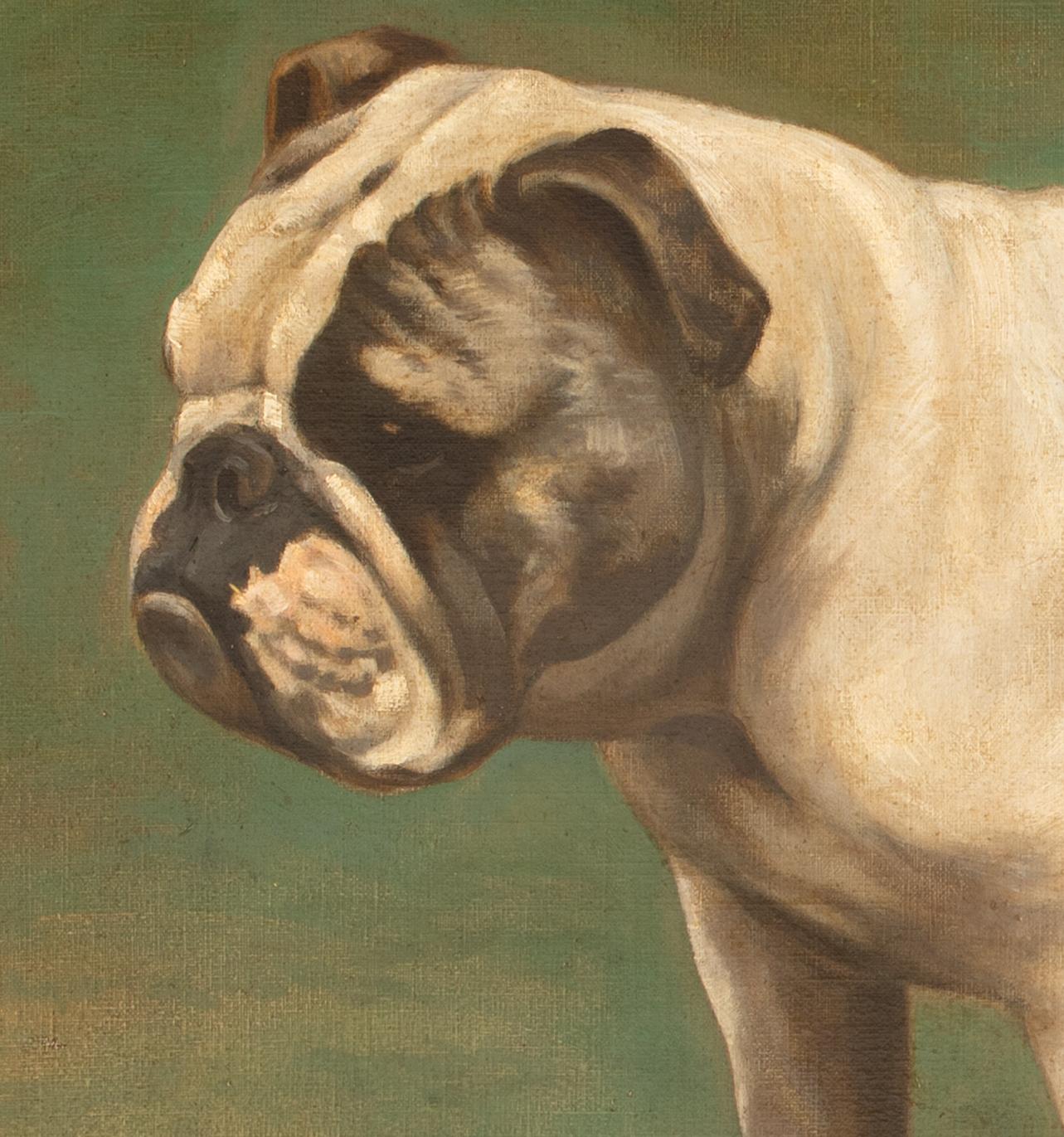 Ritratto di un bulldog inglese, circa 1900  di Hay HUTCHISON (circa 1900) 2