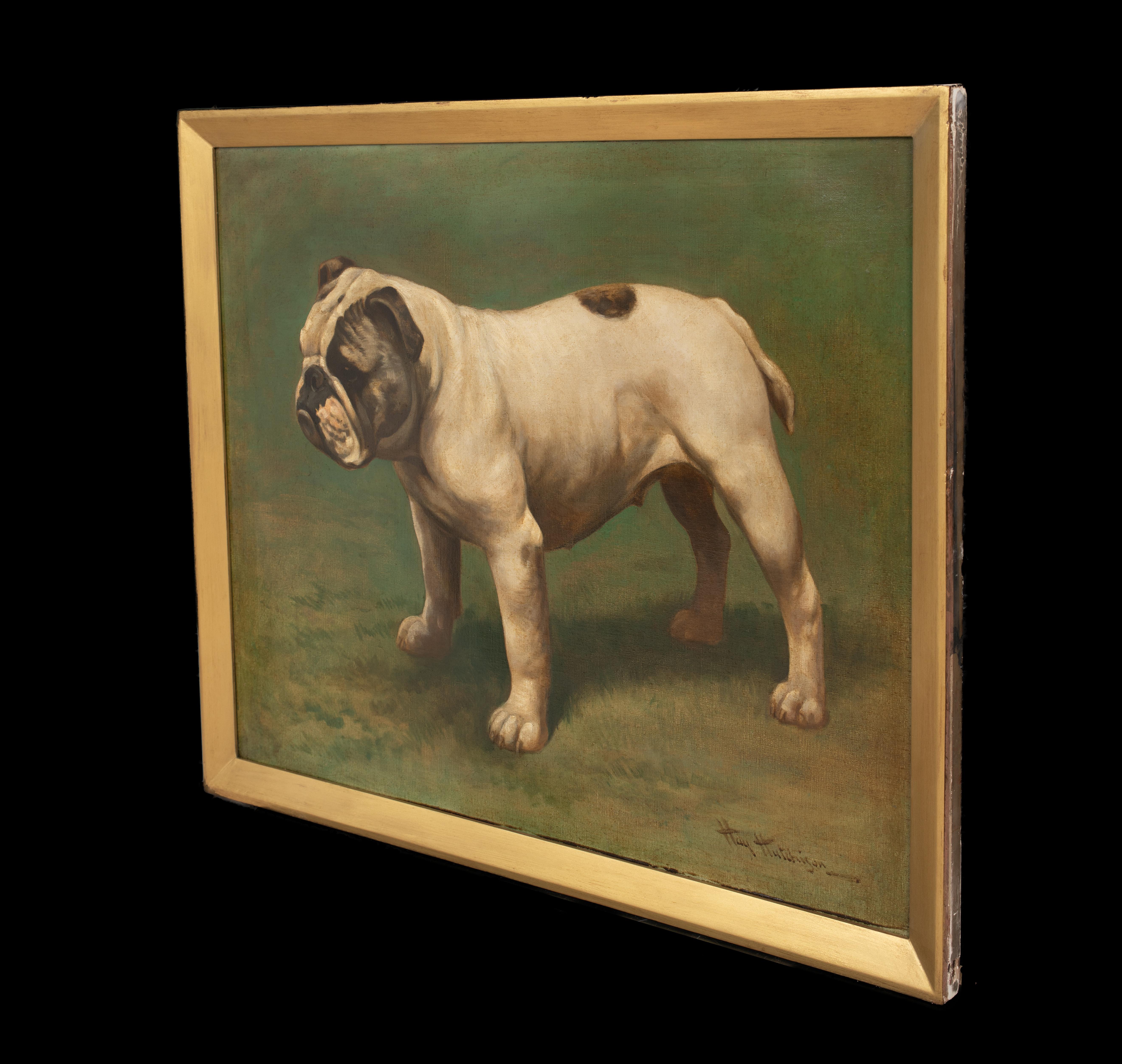Ritratto di un bulldog inglese, circa 1900  di Hay HUTCHISON (circa 1900) 3