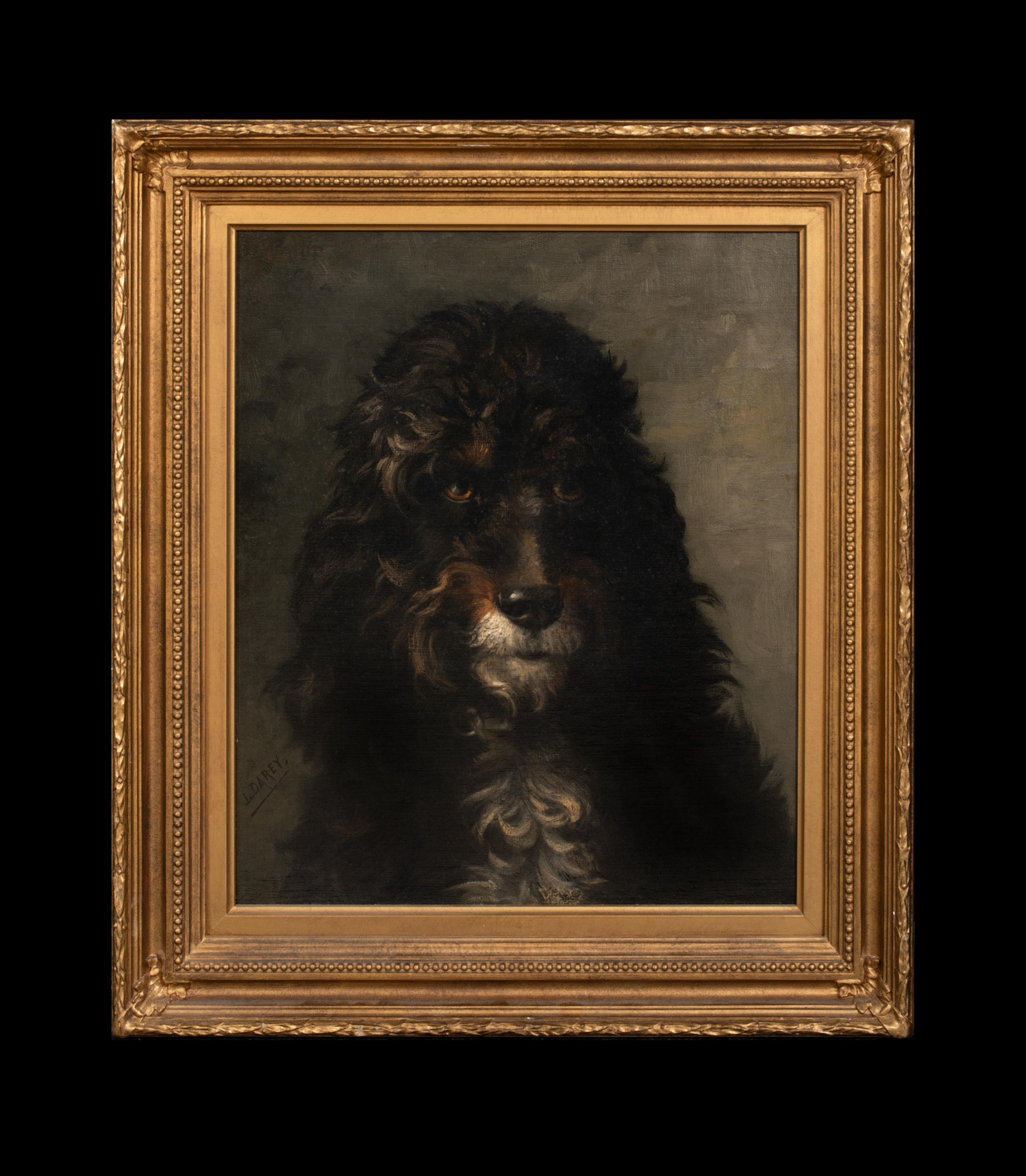 Portrait d'un caniche français, 19ème siècle  par LOUIS DAREY (1863-1914)  - Painting de Unknown
