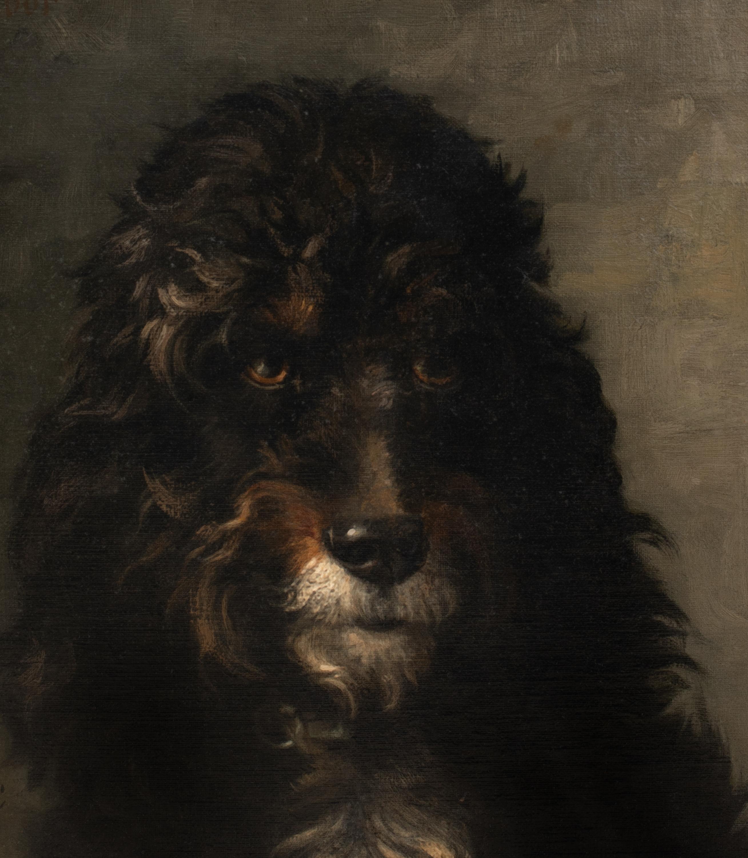 Portrait Of A French Poodle, 19th Century  by LOUIS DAREY (1863-1914)  For Sale 3