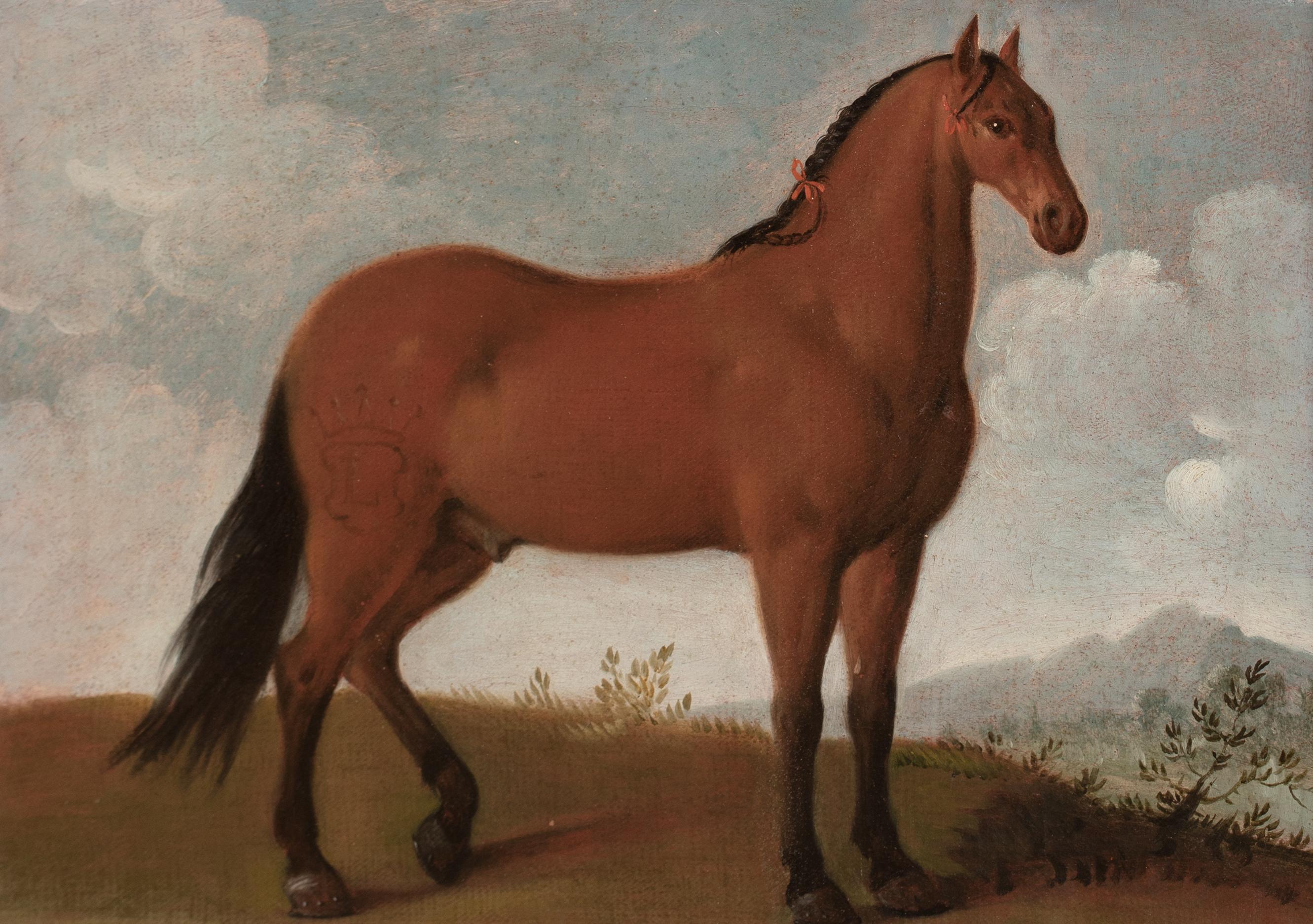 Porträt eines Pferdes, bevorzugter von König Ludwig XIV., 17. Jahrhundert (Braun), Animal Painting, von Unknown