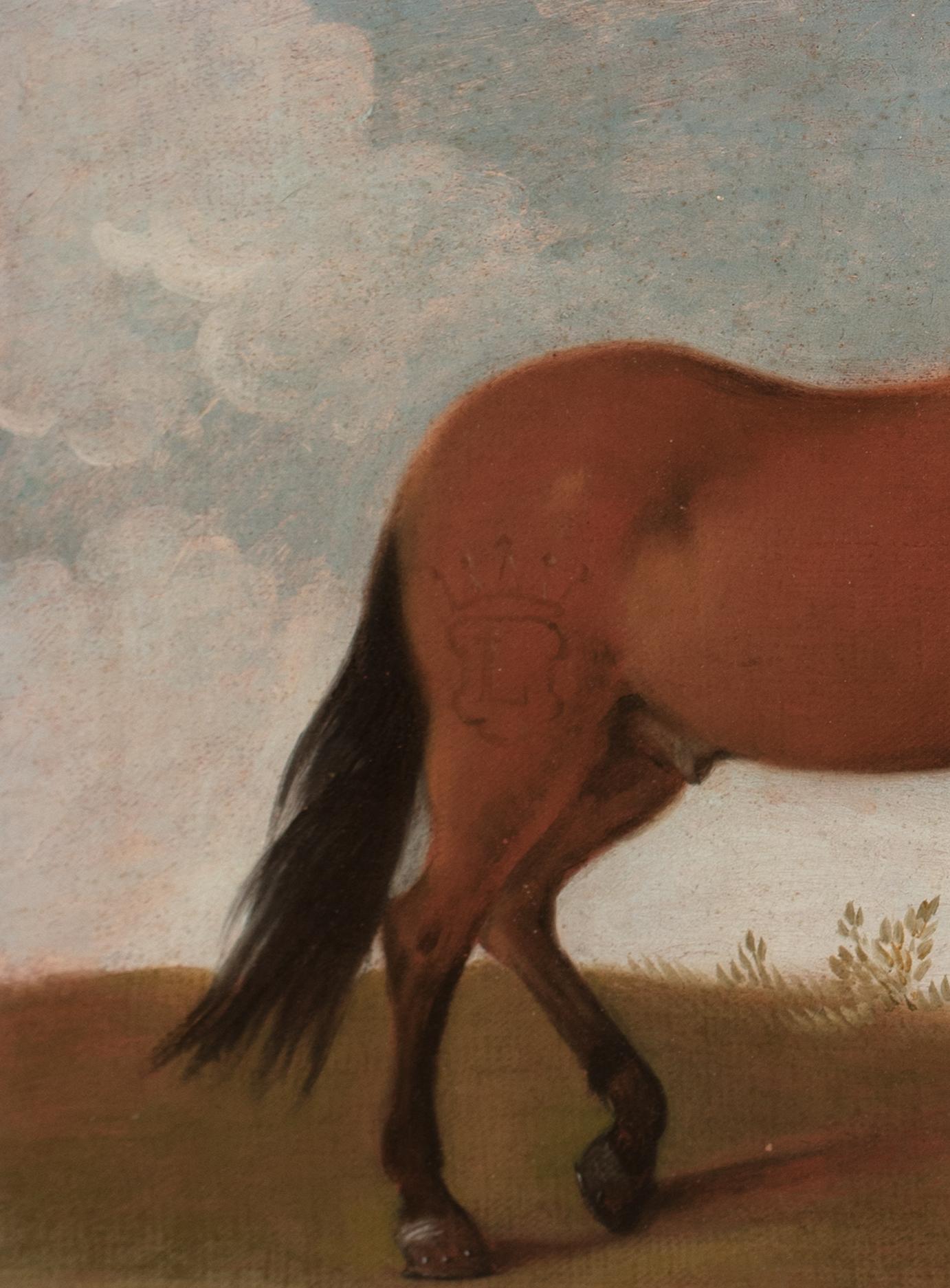Porträt eines Pferdes, bevorzugter von König Ludwig XIV., 17. Jahrhundert im Angebot 1
