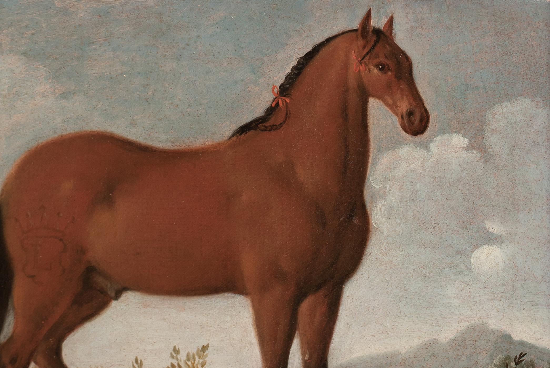 Porträt eines Pferdes, bevorzugter von König Ludwig XIV., 17. Jahrhundert im Angebot 2