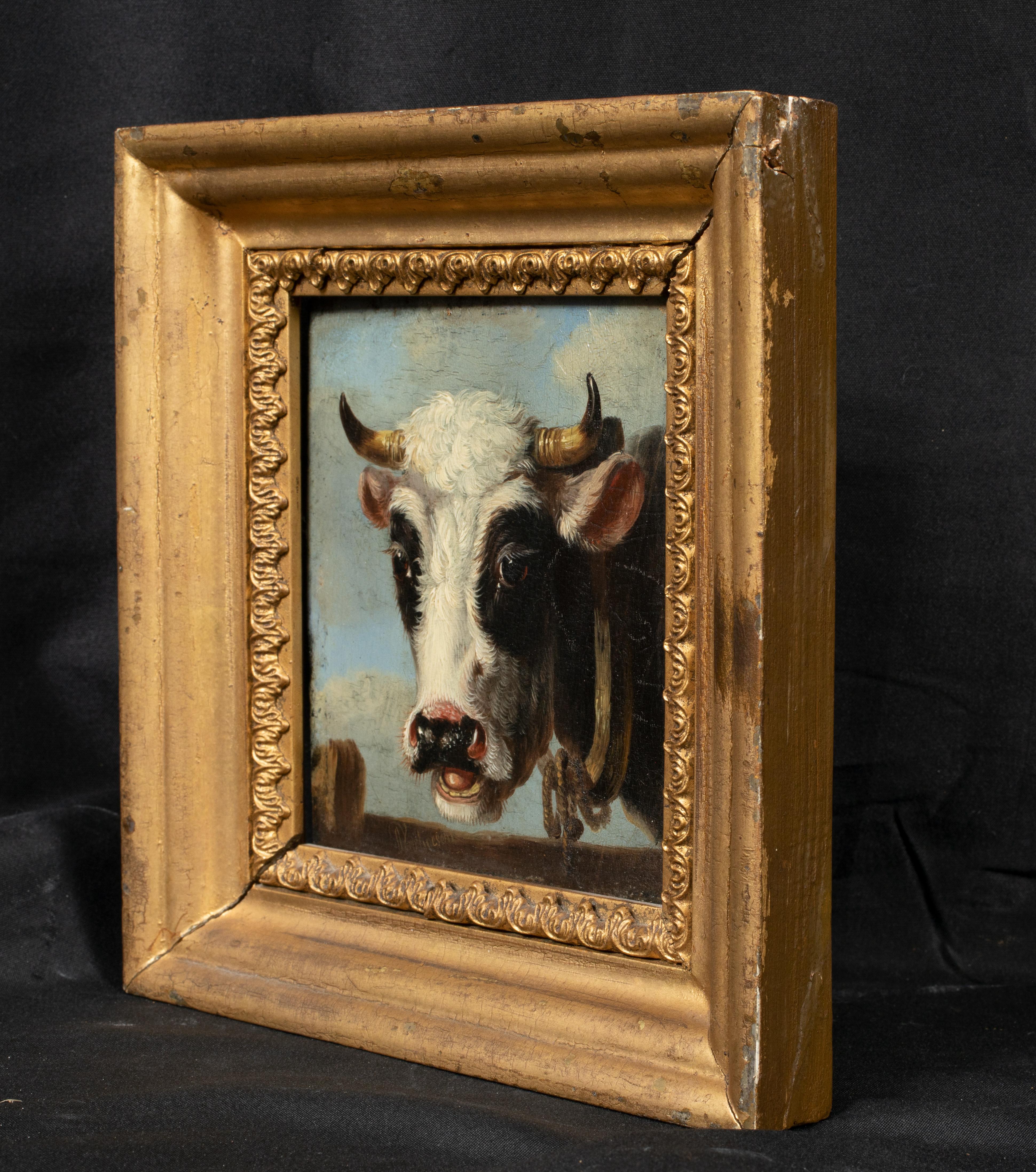 Portrait Of A Jersey Cow & A Frisian Cow, 19th Century 1