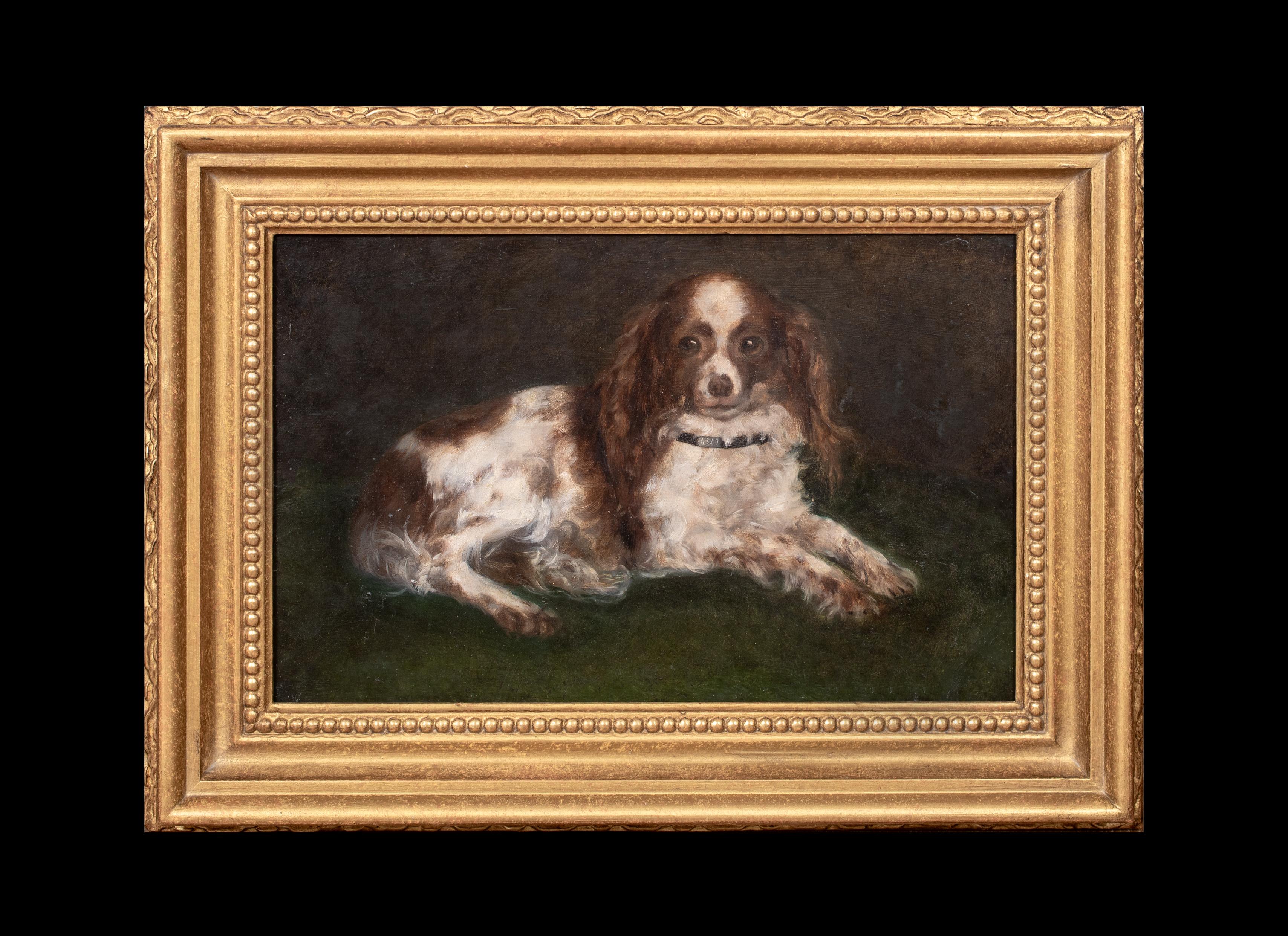 Portrait d'un épagneul King Charles, 19e siècle  École anglaise - Painting de Unknown