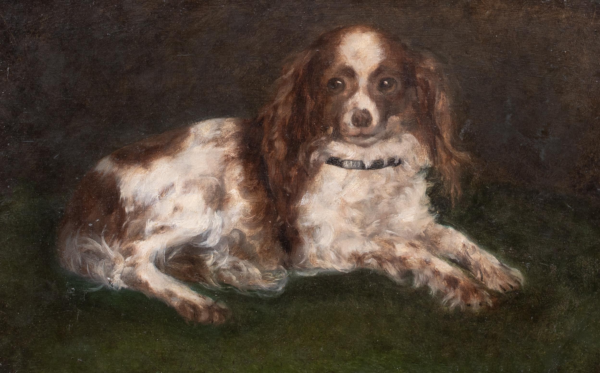 Portrait d'un épagneul King Charles, 19e siècle  École anglaise - Marron Animal Painting par Unknown