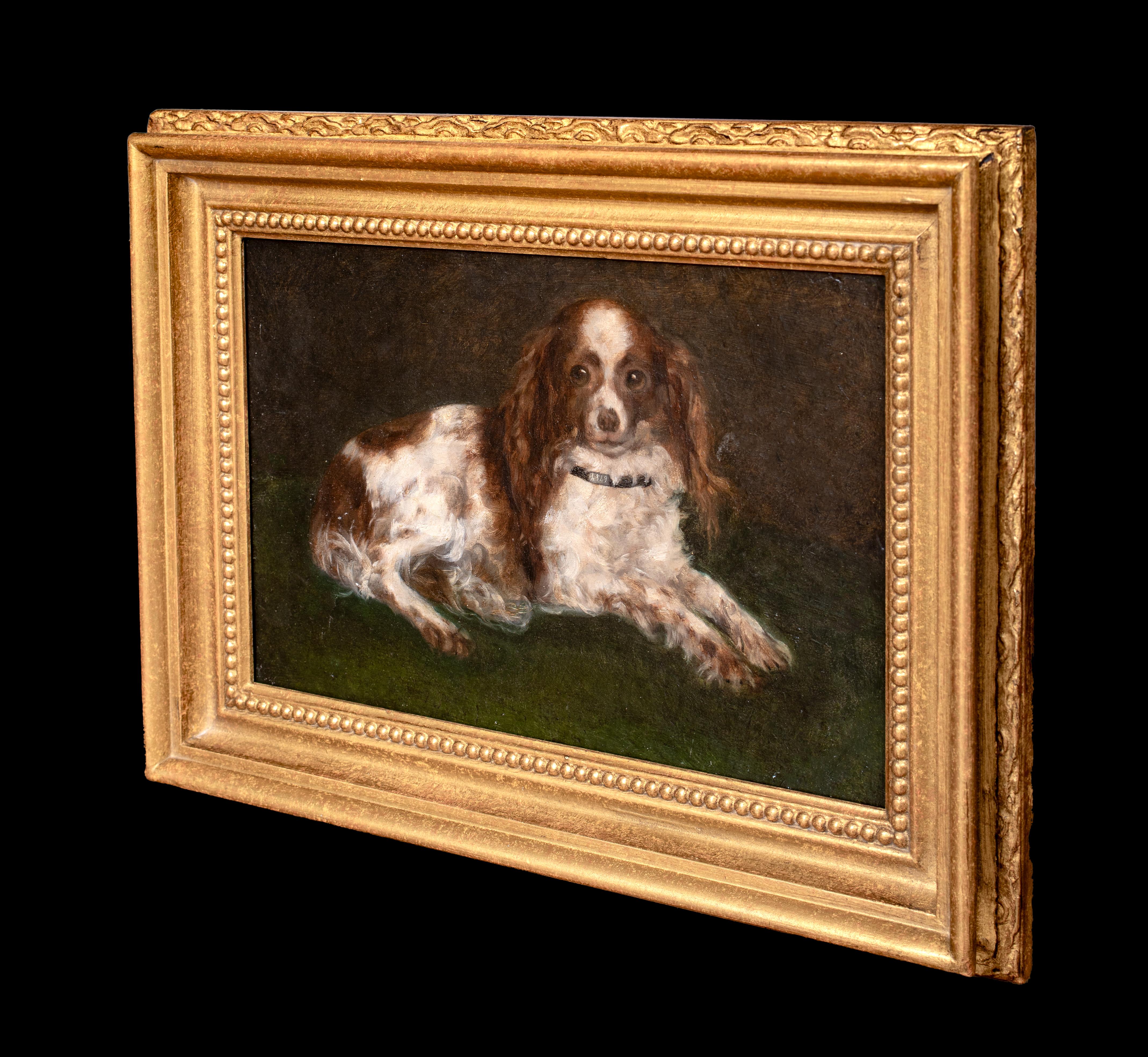 Portrait d'un épagneul King Charles, 19e siècle  École anglaise en vente 3