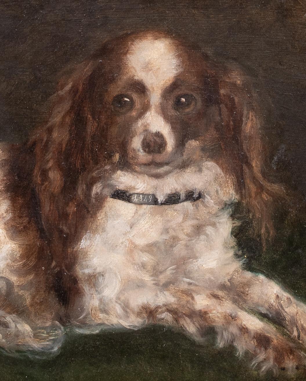 Portrait d'un épagneul King Charles, 19e siècle  École anglaise en vente 4