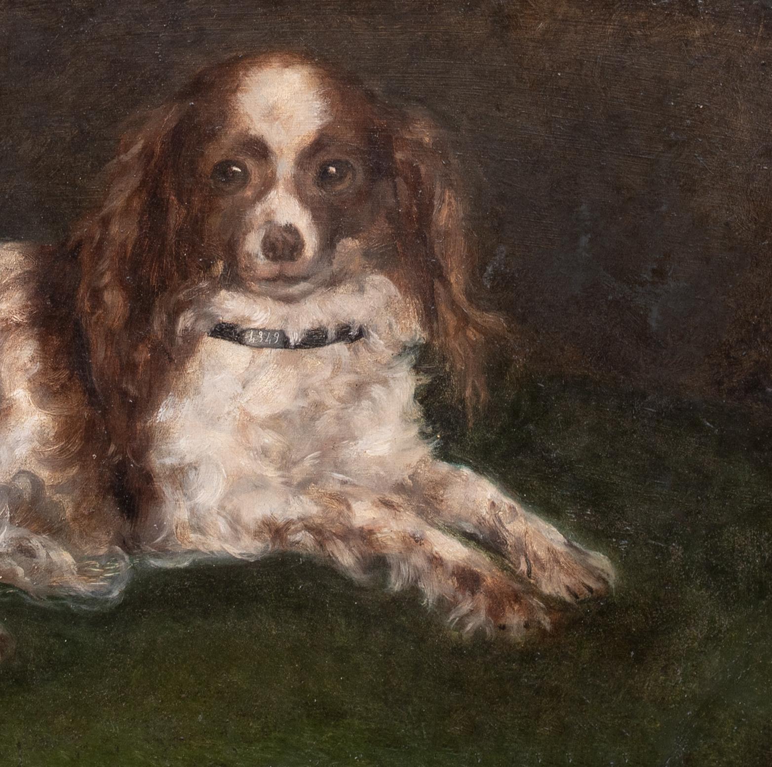Portrait d'un épagneul King Charles, 19e siècle  École anglaise en vente 5