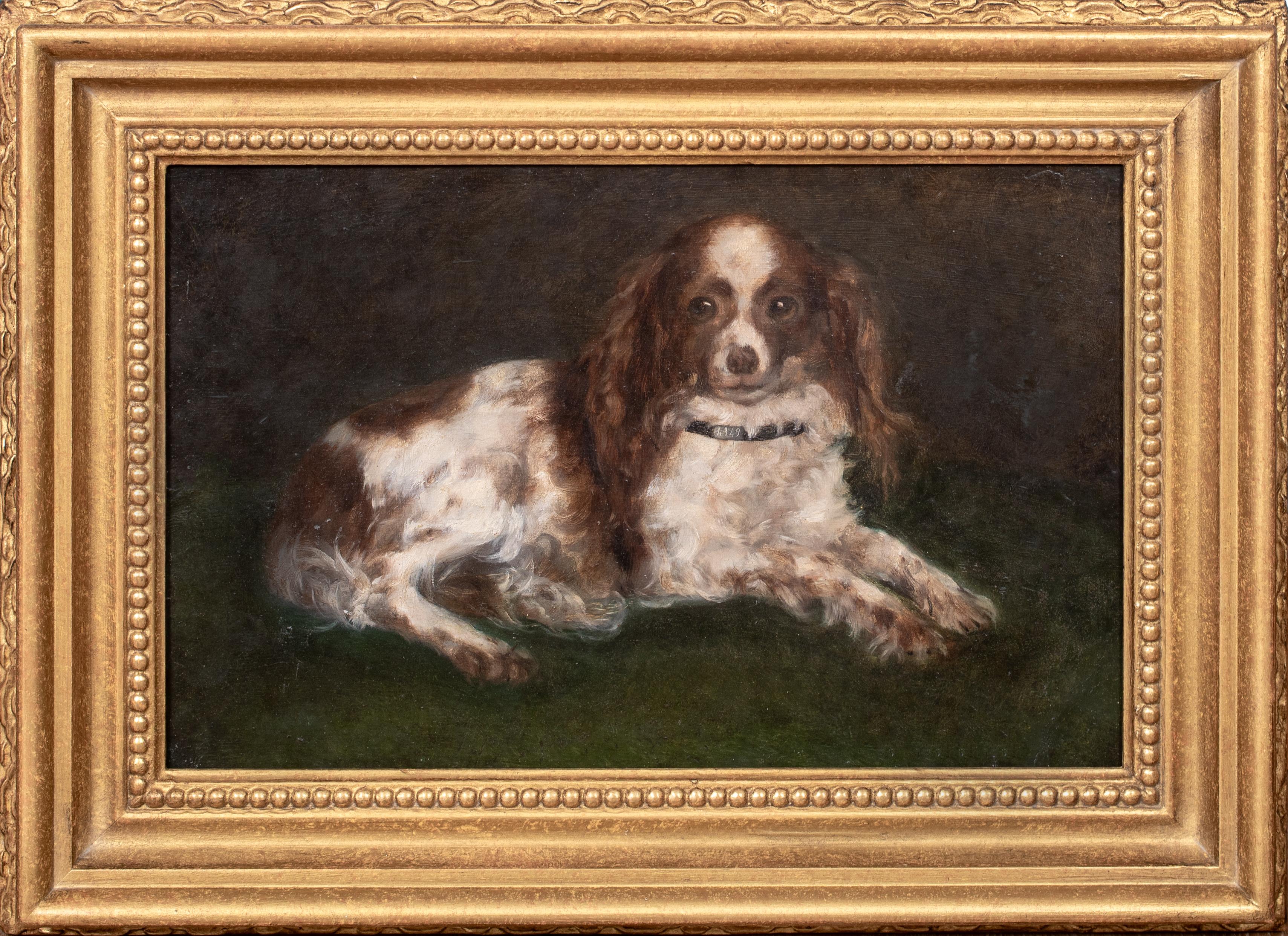 Animal Painting Unknown - Portrait d'un épagneul King Charles, 19e siècle  École anglaise