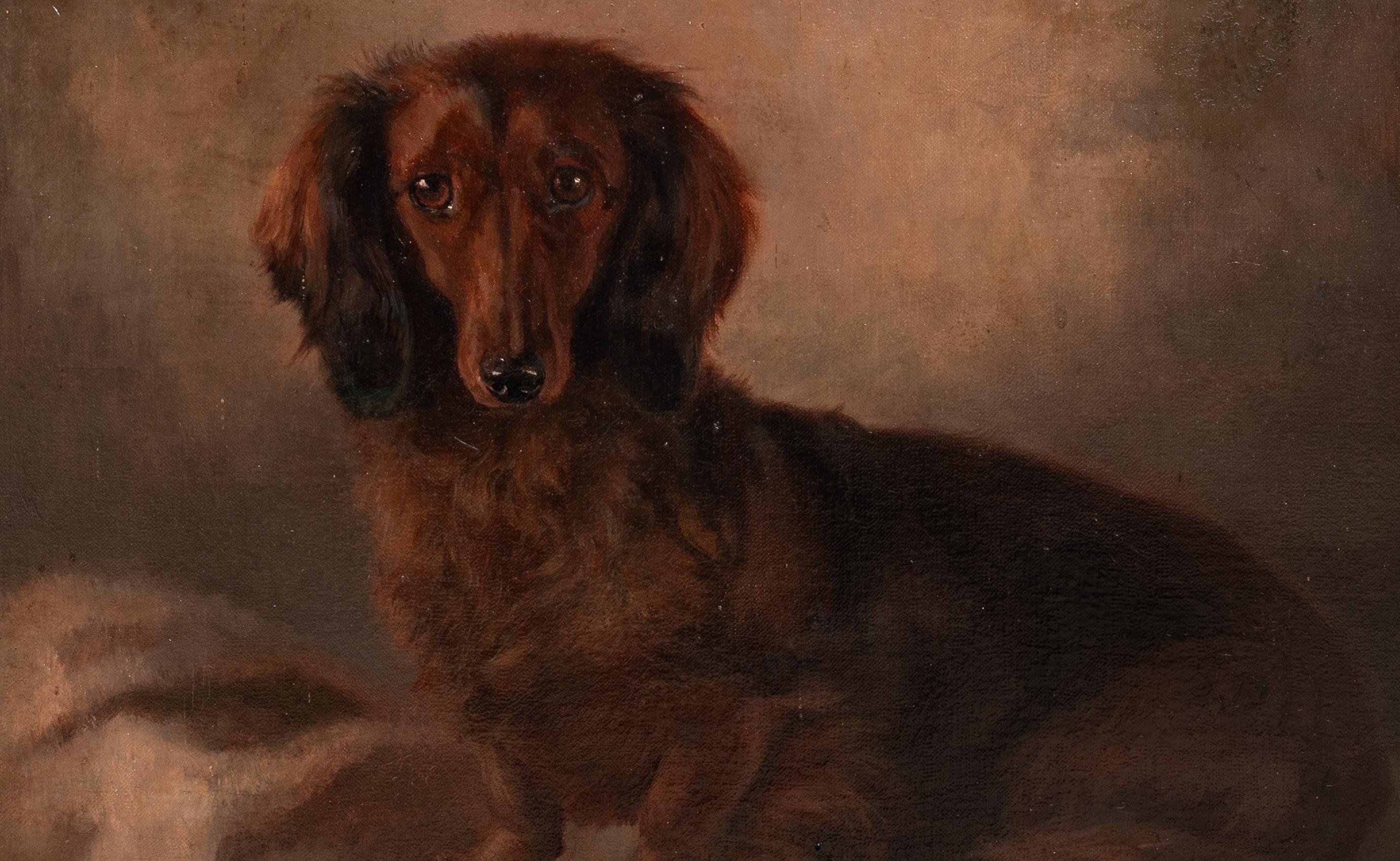 Ritratto di bassotto a pelo lungo, inizio XX secolo   di John Ernest Foster 4