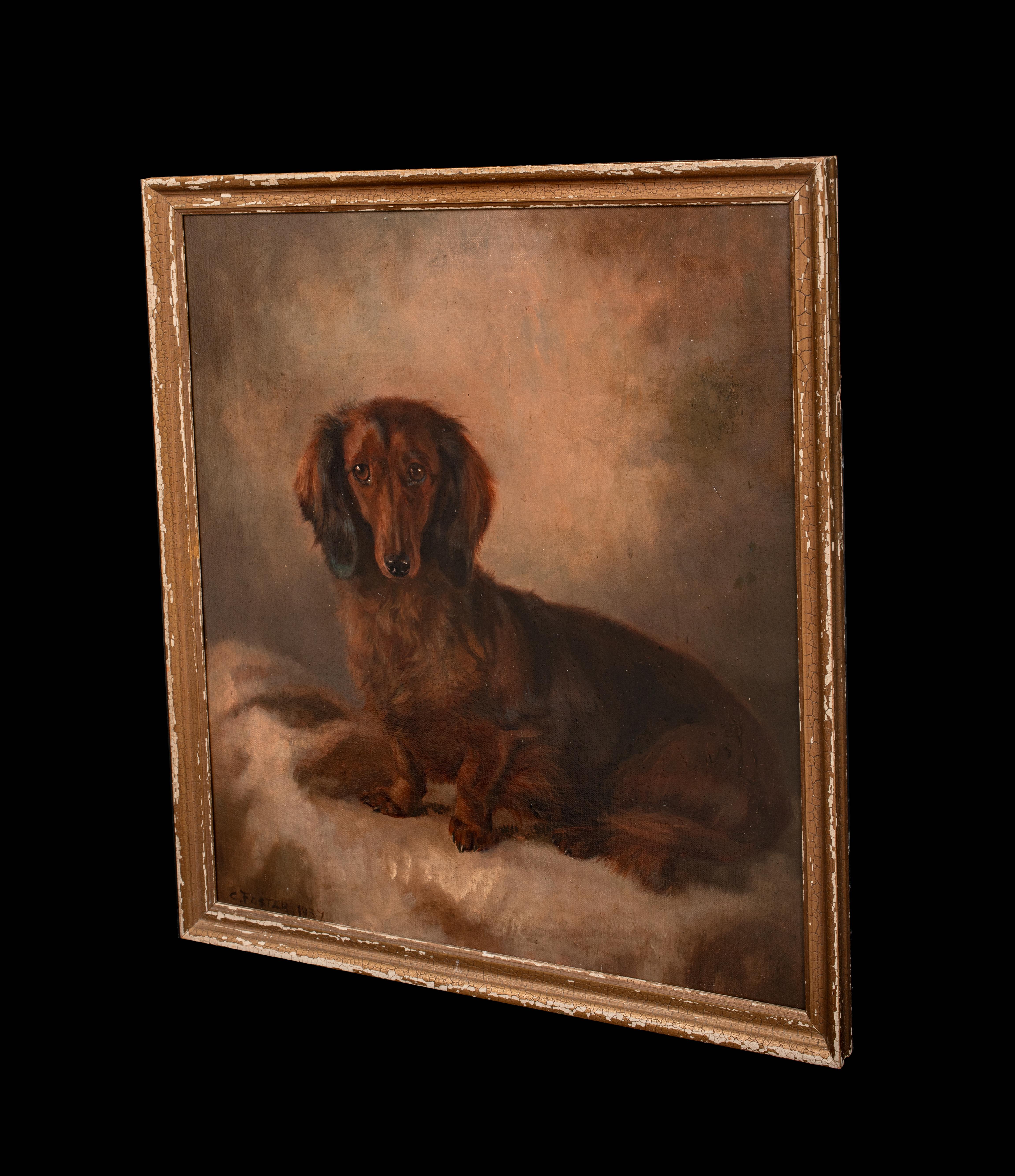 Ritratto di bassotto a pelo lungo, inizio XX secolo   di John Ernest Foster 1