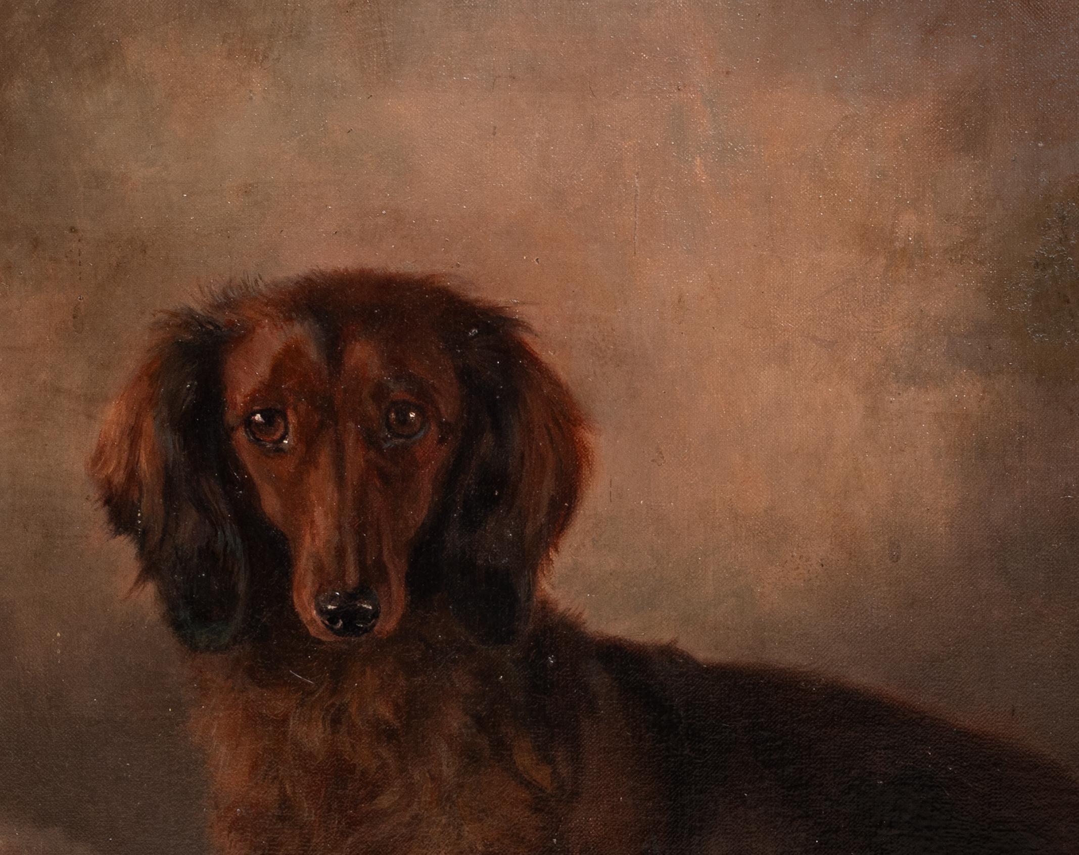 Ritratto di bassotto a pelo lungo, inizio XX secolo   di John Ernest Foster 2