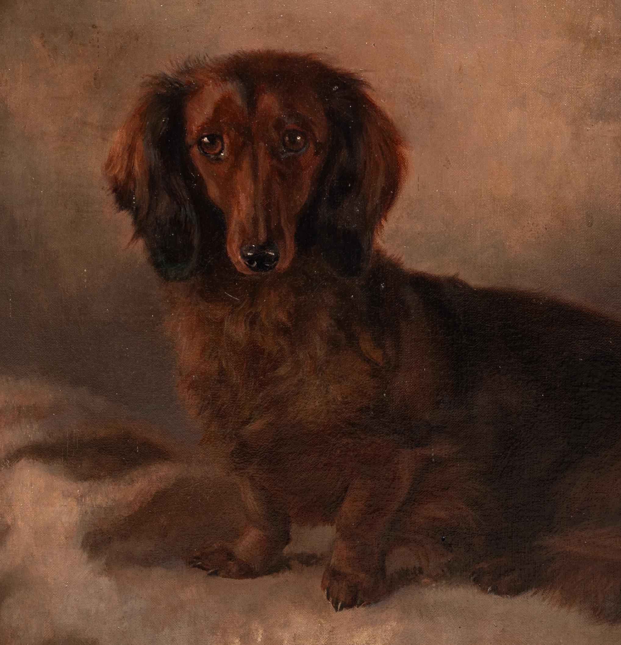 Ritratto di bassotto a pelo lungo, inizio XX secolo   di John Ernest Foster 3