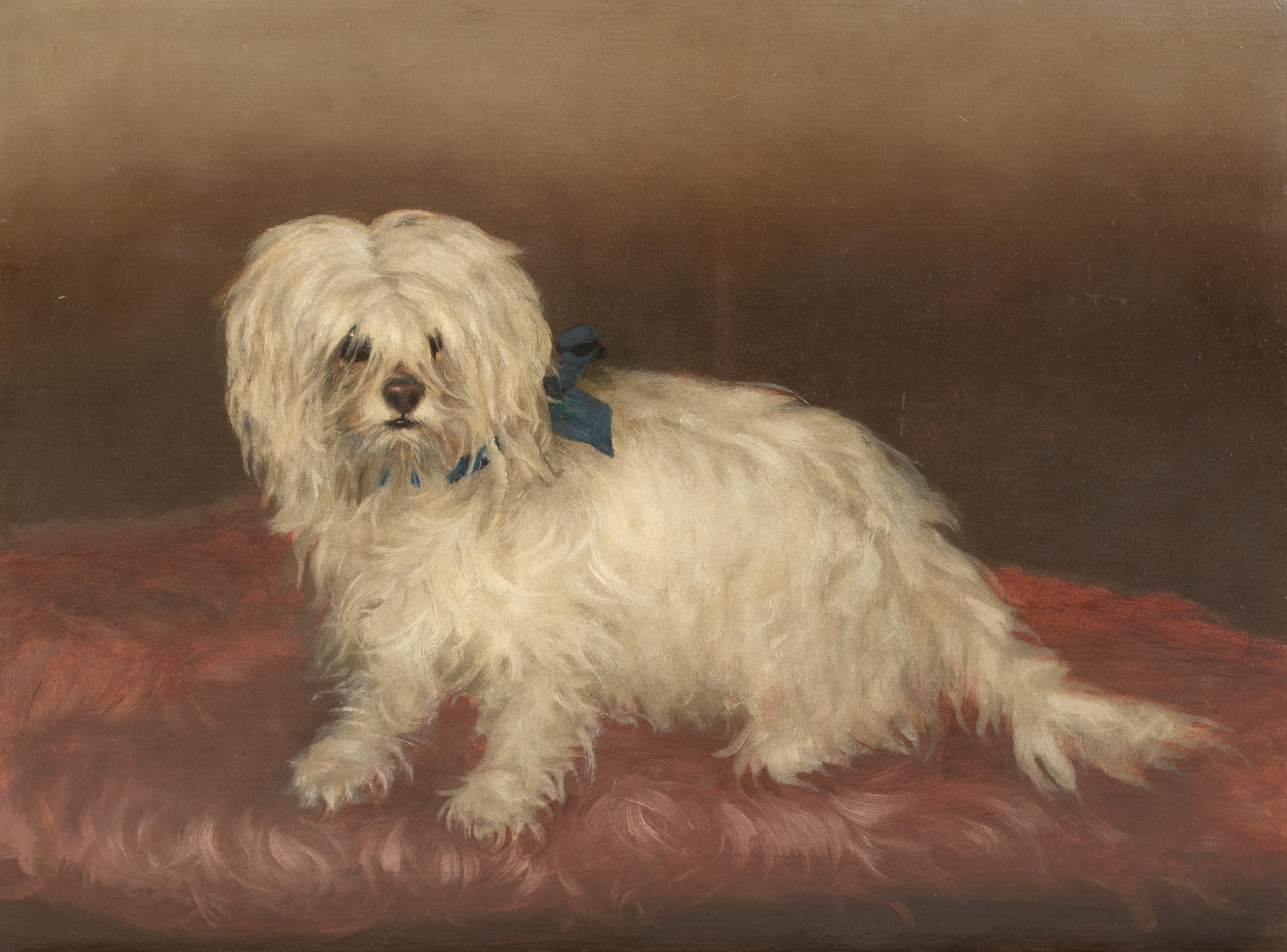 Portrait d'un terrier maltais, 19e siècle  cercle de George EARL (1824-1908) - Marron Animal Painting par Unknown