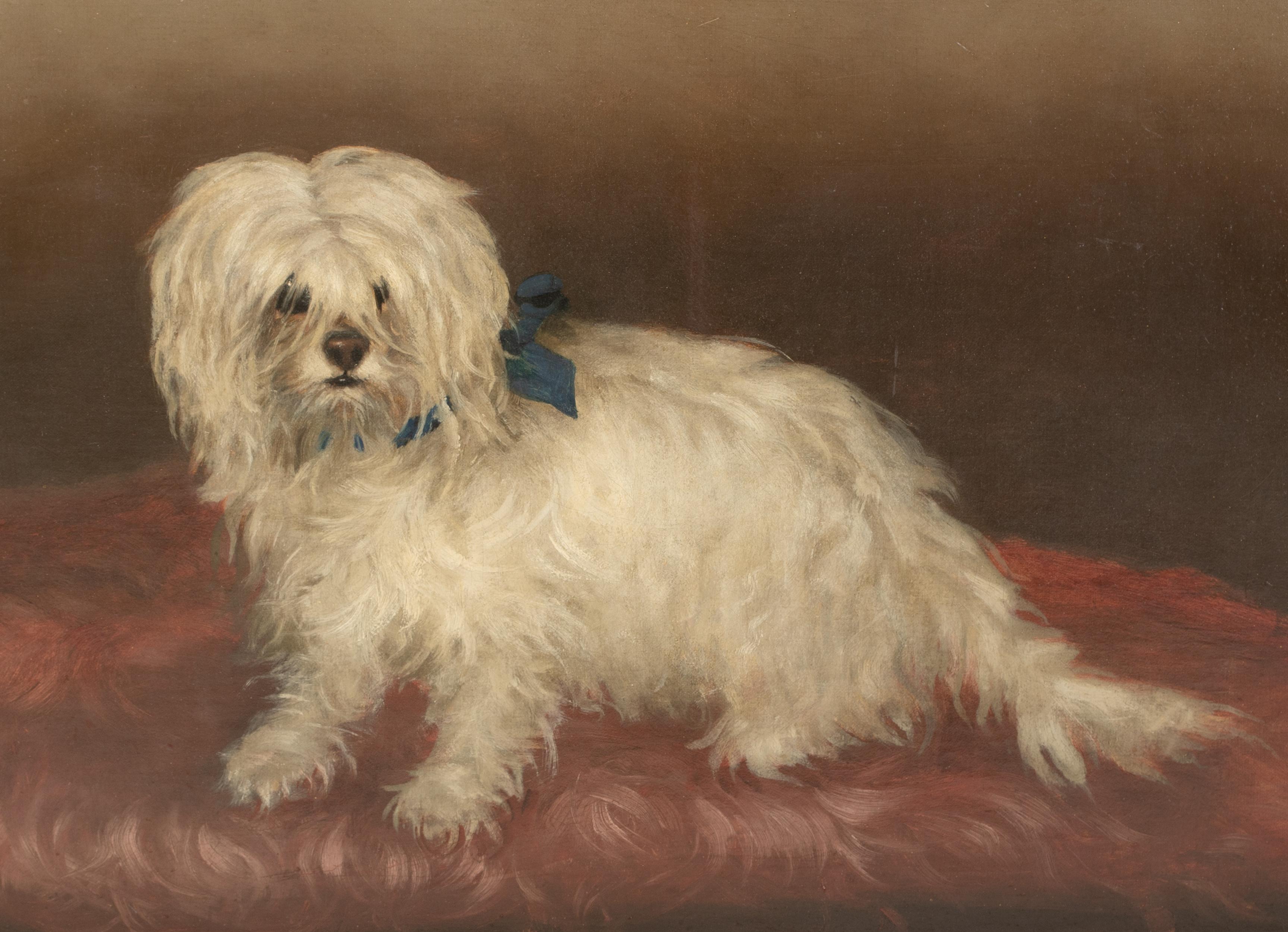 Portrait d'un terrier maltais, 19e siècle  cercle de George EARL (1824-1908) en vente 1