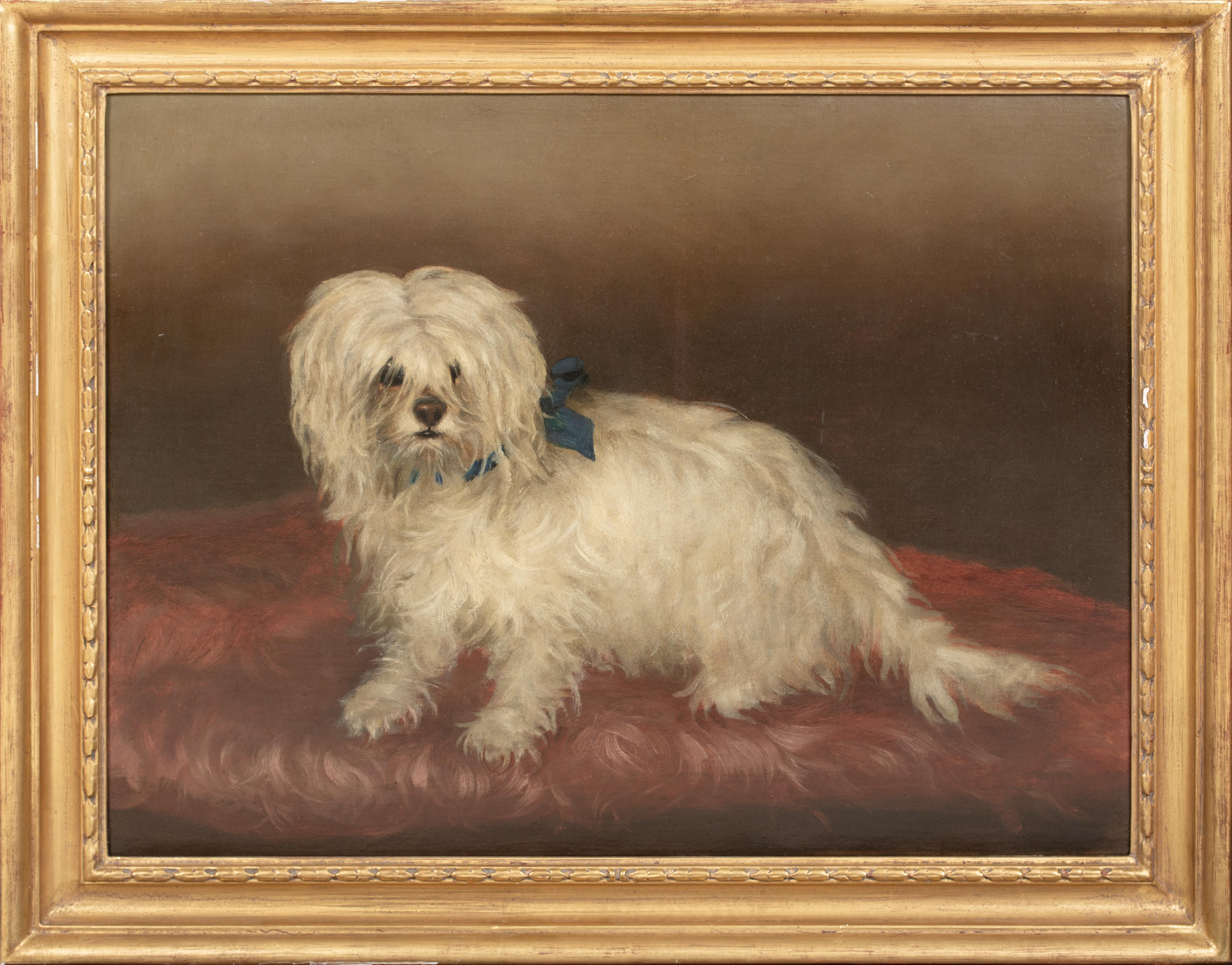 Portrait d'un terrier maltais, 19e siècle  cercle de George EARL (1824-1908)