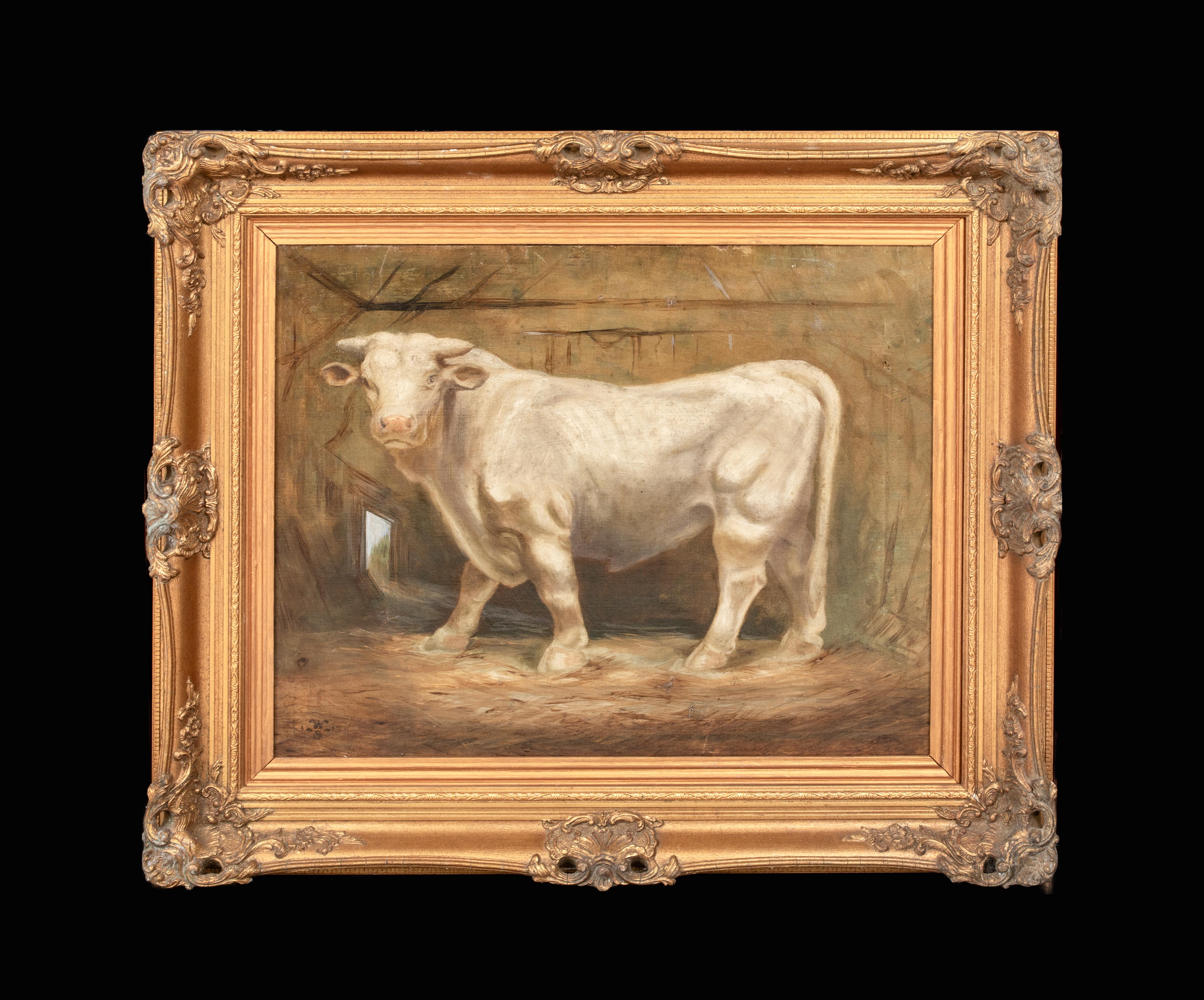 Portrait d'un taureau charolais, 19ème siècle   monogramme WS - Painting de Unknown