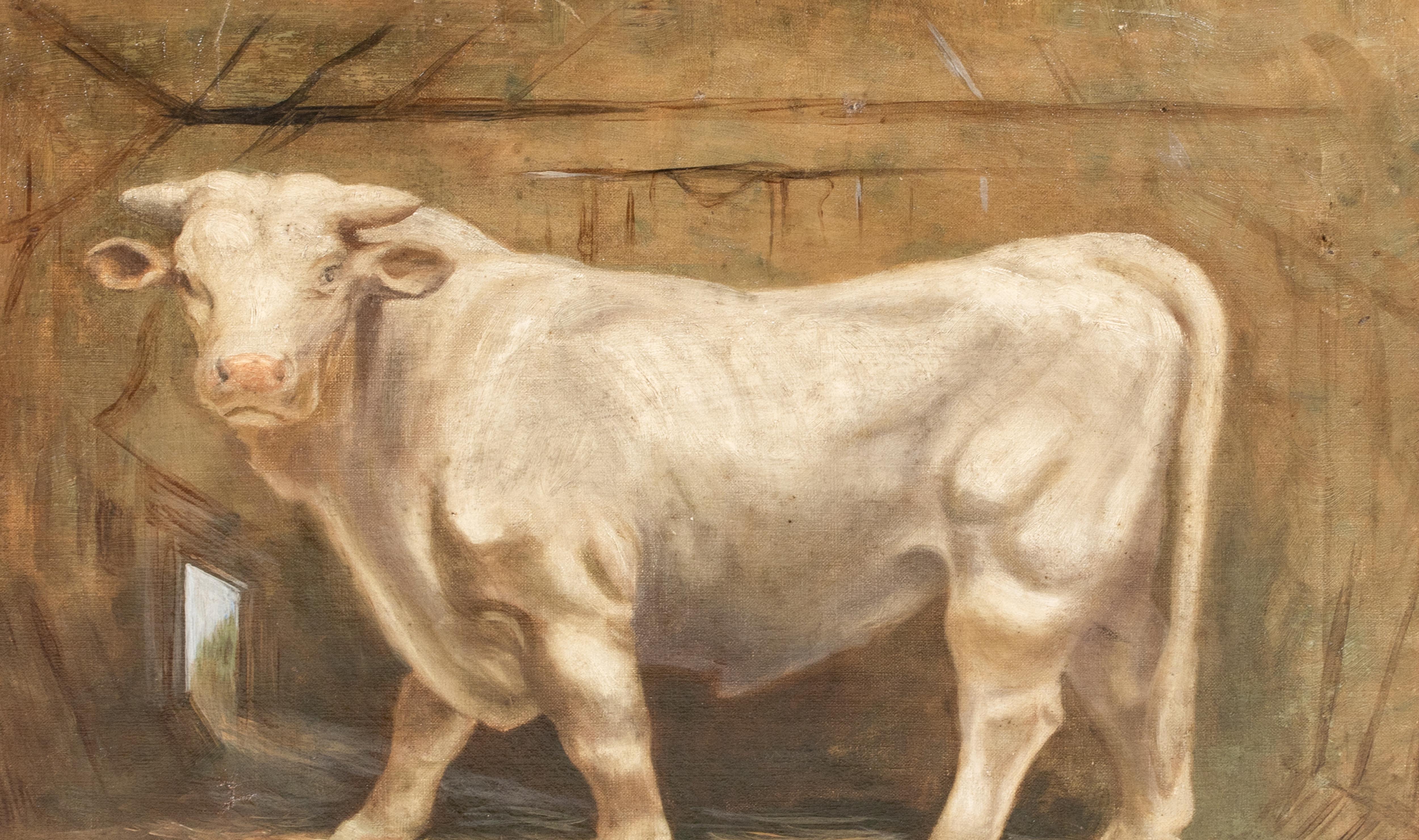 Portrait Of A Prize Charolais Bull , 19th Century   monogrammed WS For Sale 2