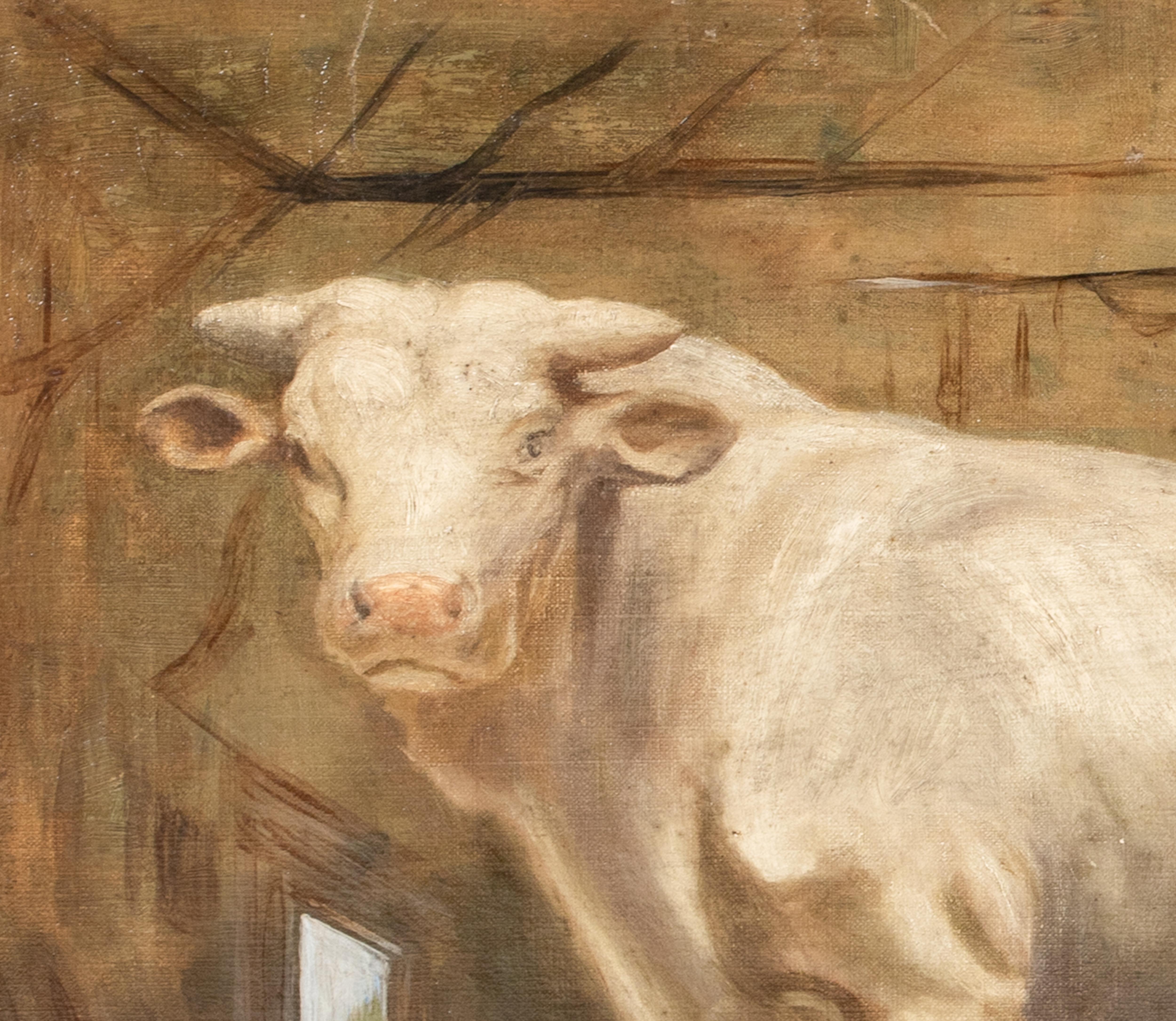 Portrait Of A Prize Charolais Bull , 19th Century   monogrammed WS For Sale 3