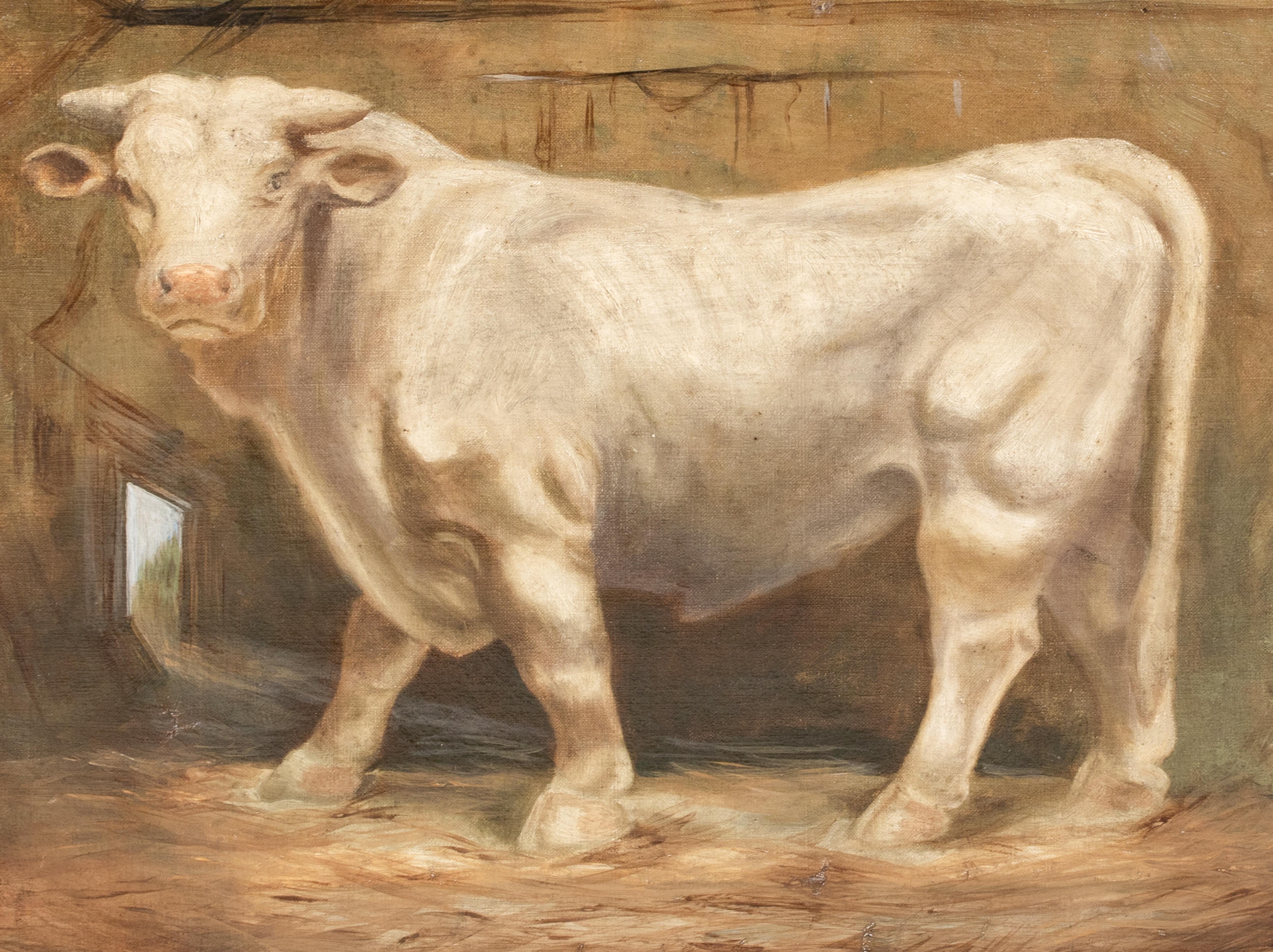 Portrait Of A Prize Charolais Bull , 19th Century   monogrammed WS For Sale 4
