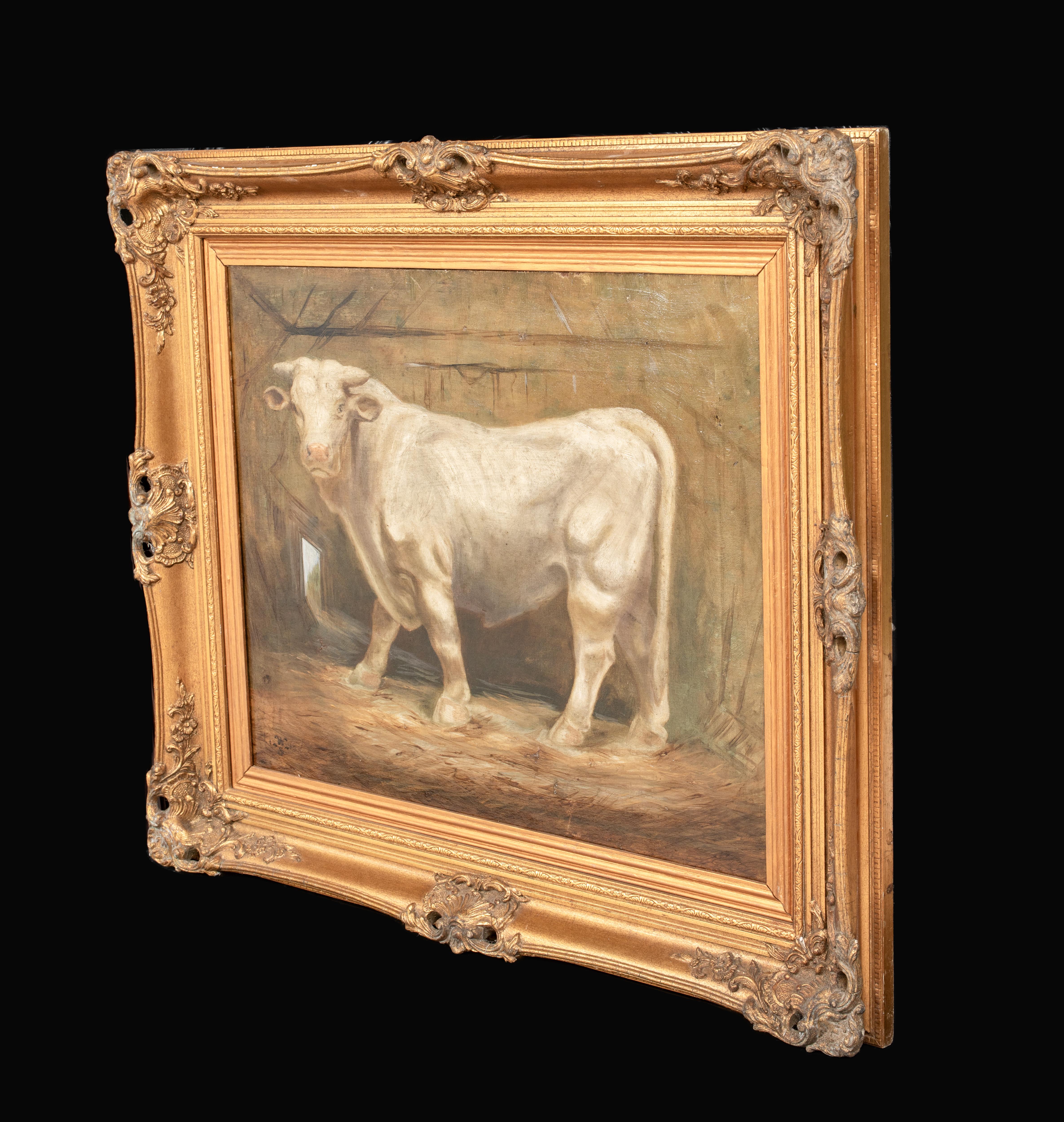 Portrait Of A Prize Charolais Bull , 19th Century   monogrammed WS For Sale 5