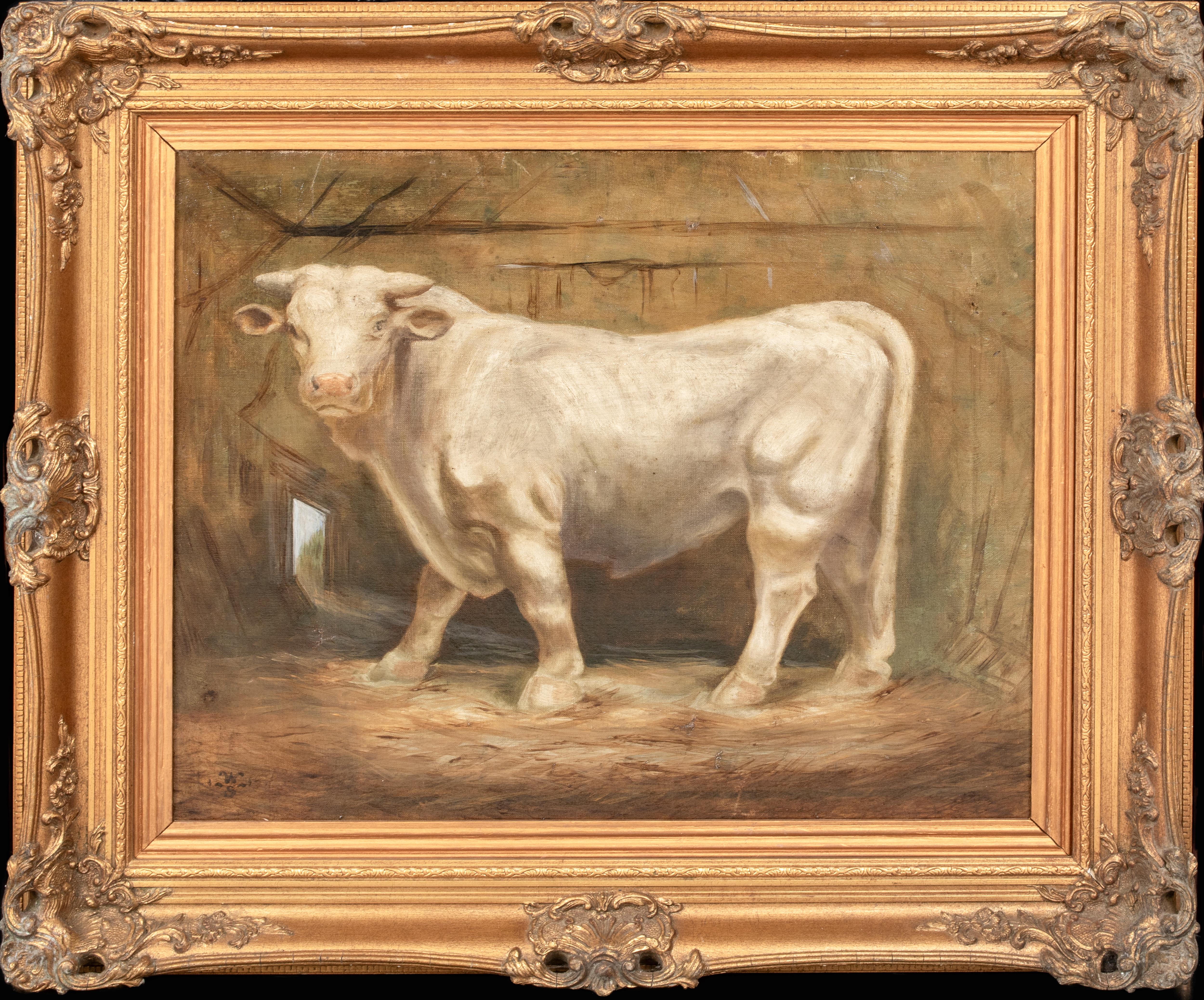 Animal Painting Unknown - Portrait d'un taureau charolais, 19ème siècle   monogramme WS