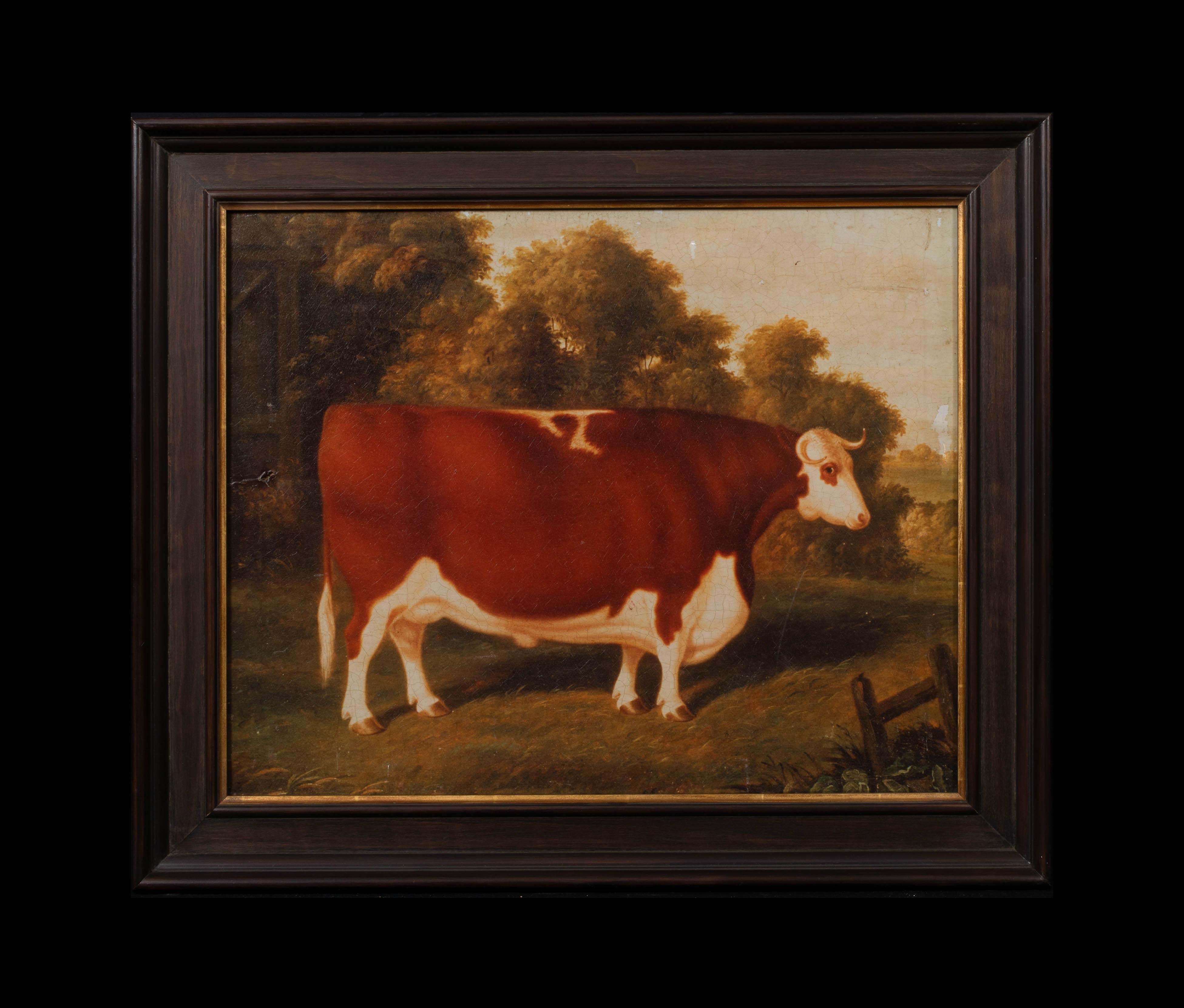Portrait of A Prize Hereford Bull, 19th Century - Circle Of Thomas Weaver - Painting by Unknown